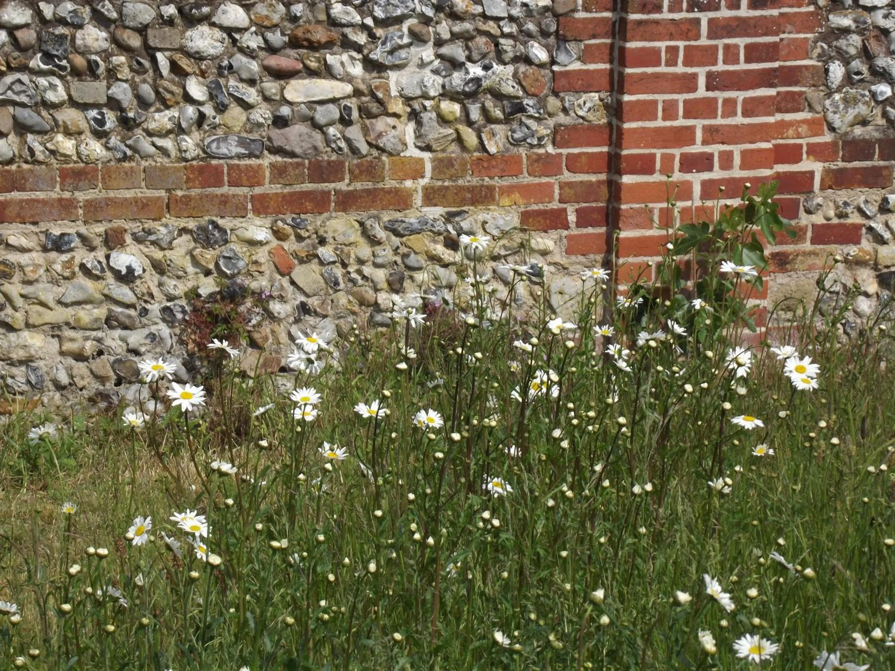 Garden in The Suites at Pannells Ash