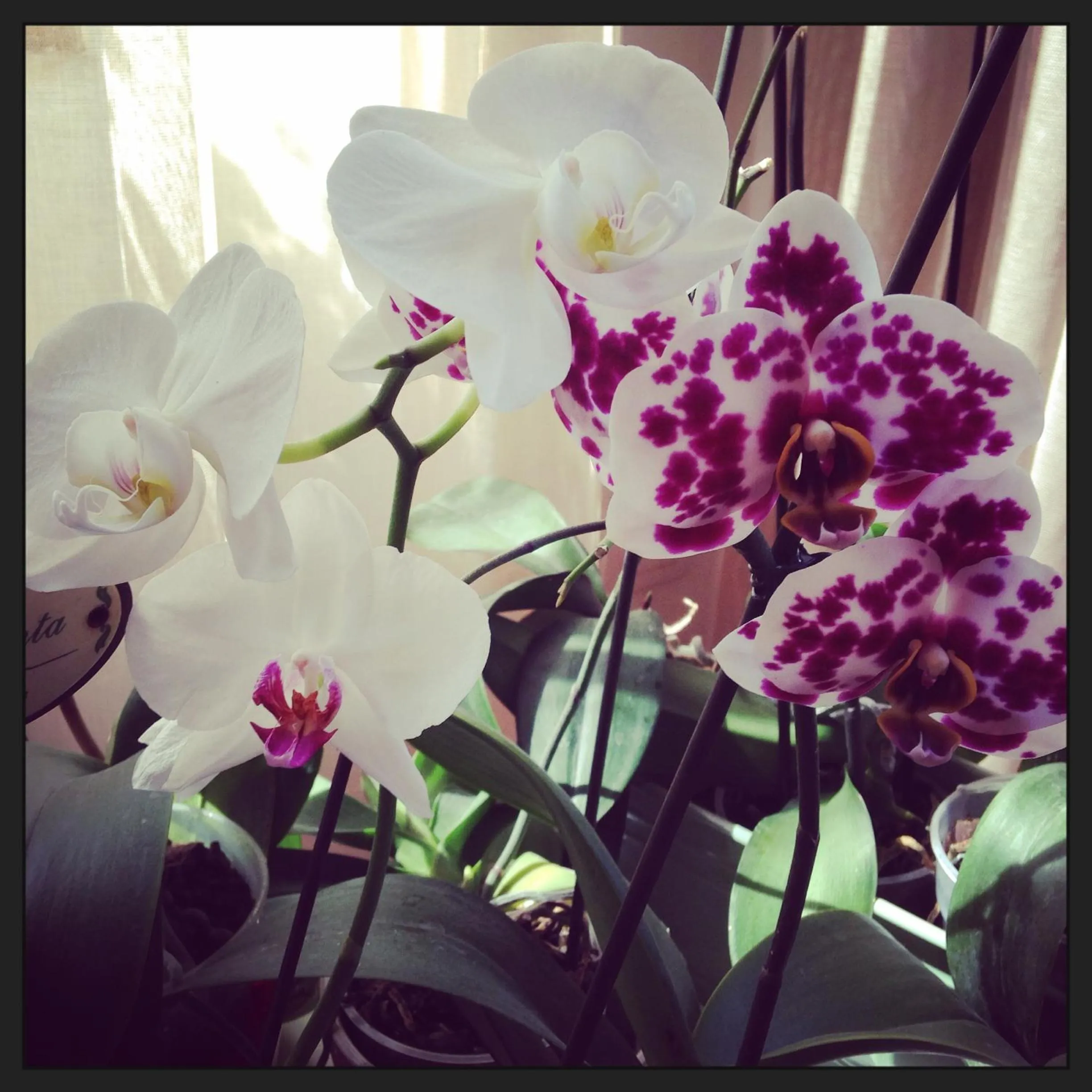 Spring in Al Cavour 34