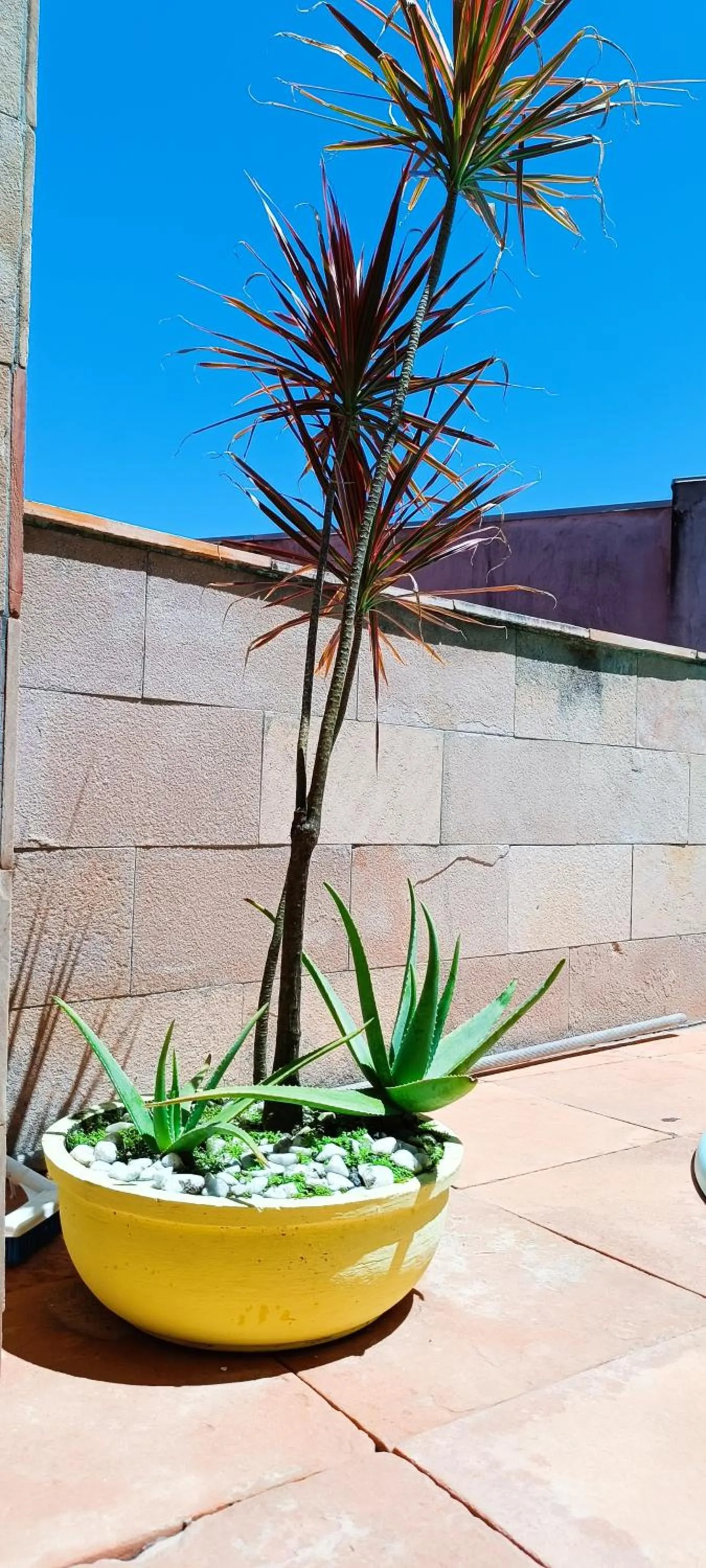 Garden in Villa Domenico