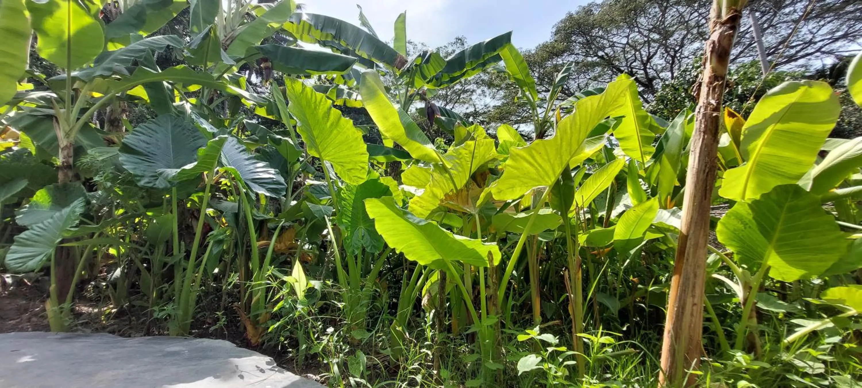 Garden view in Matsya