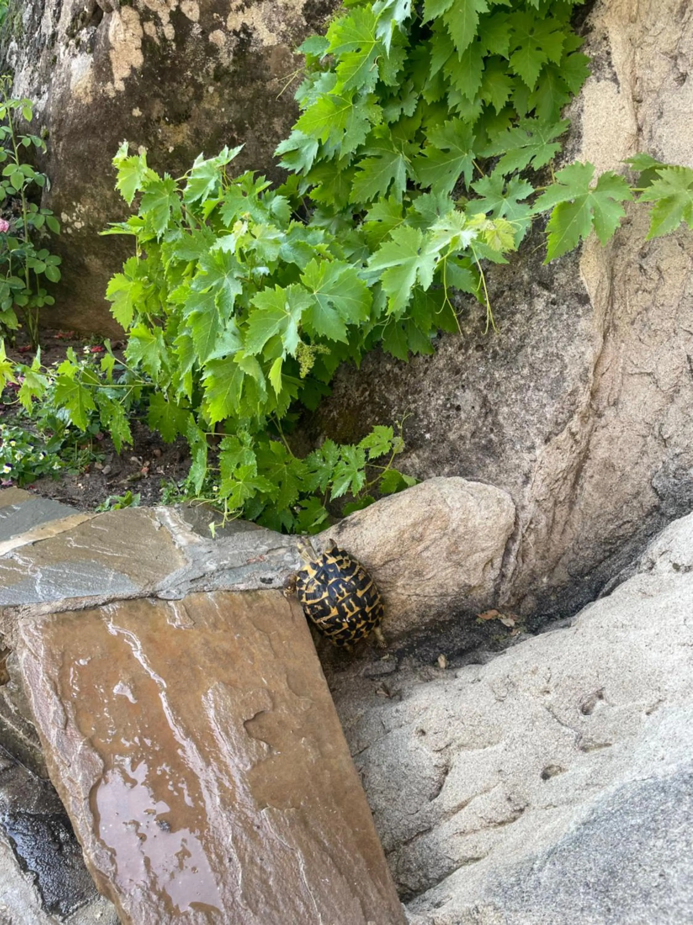 Garden in B&B L'Arenaria