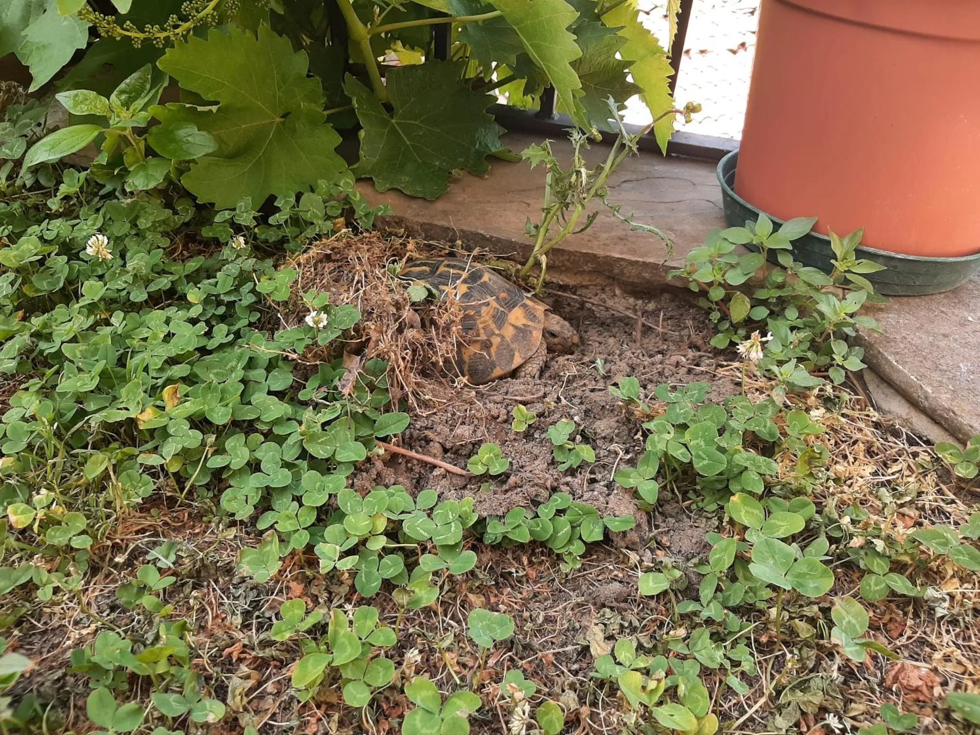 Garden in B&B L'Arenaria