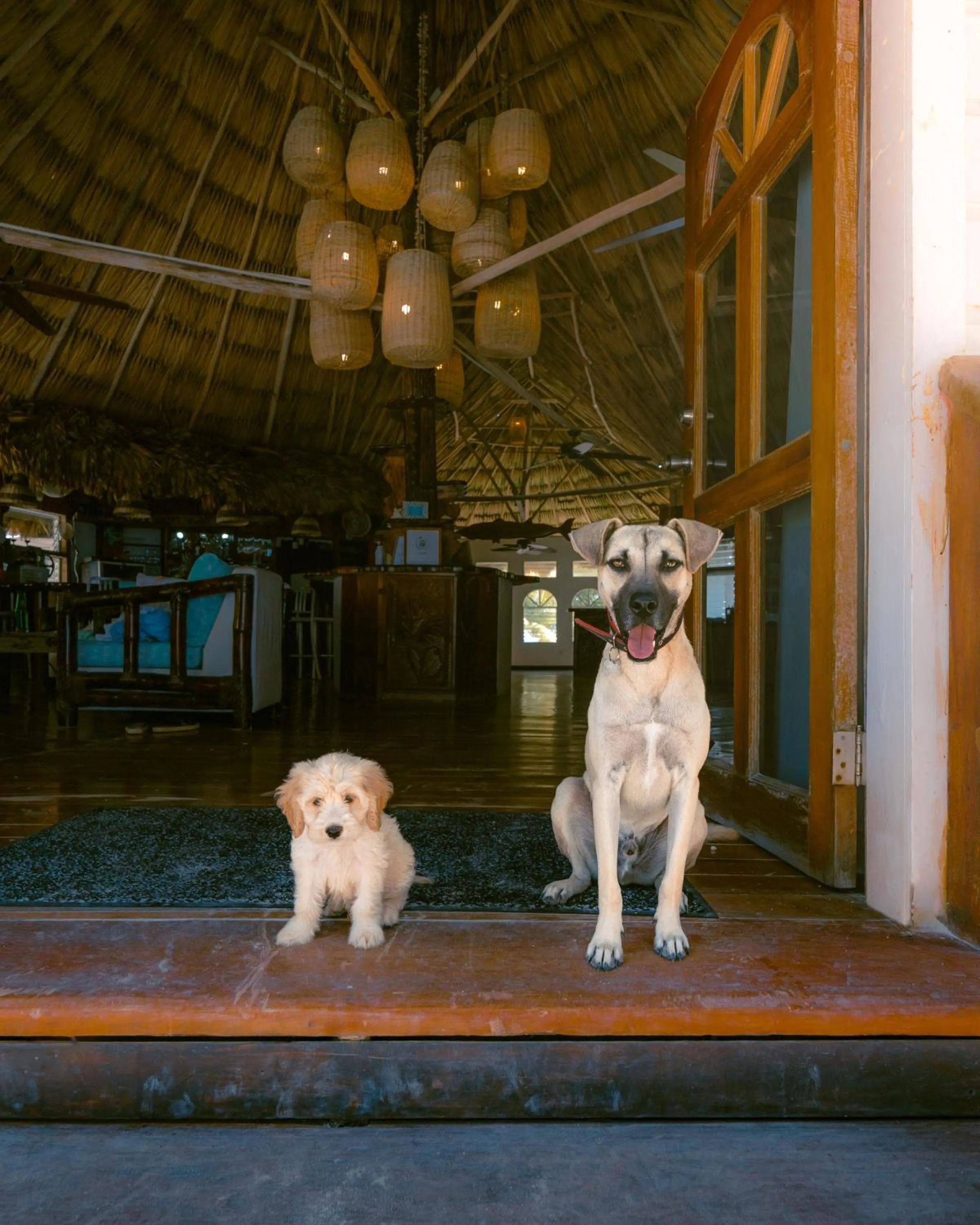 Pets in Thatch Caye Resort a Muy'Ono Resort