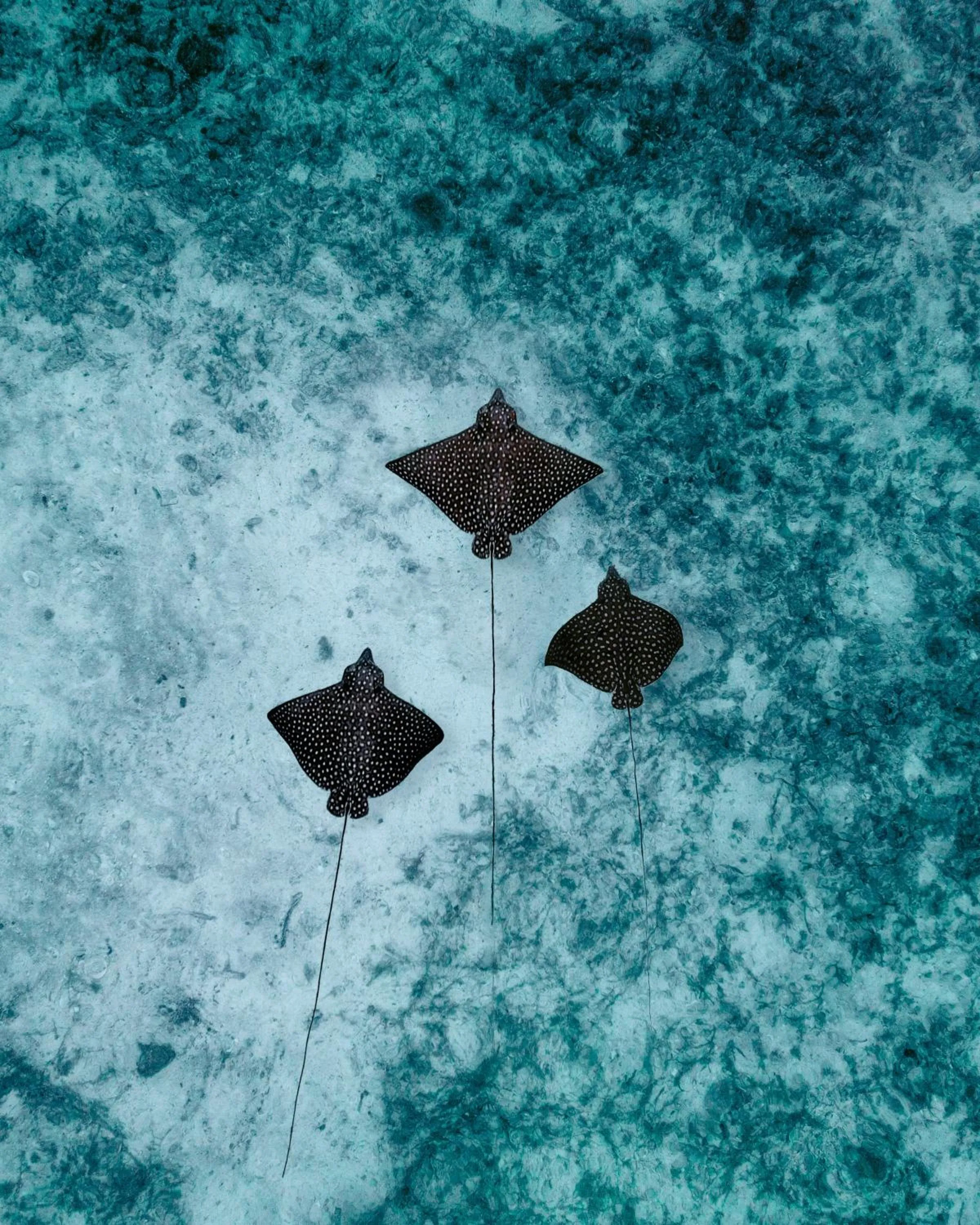 Snorkeling in Thatch Caye Resort a Muy'Ono Resort