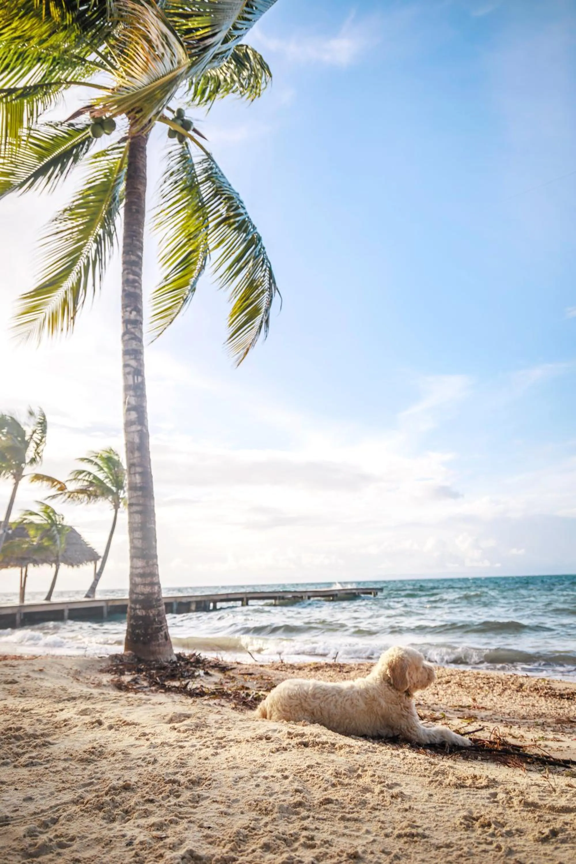 Beach in Thatch Caye Resort a Muy'Ono Resort