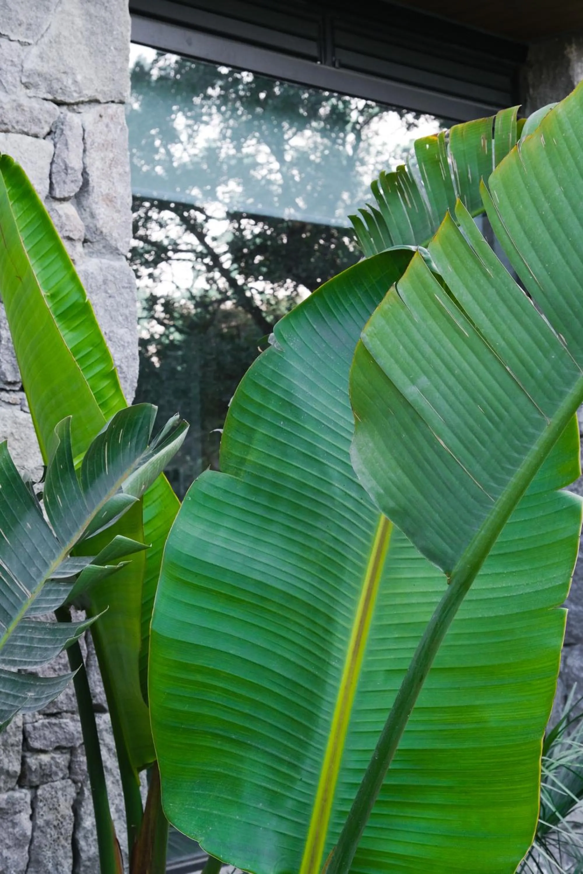 Garden in Birdcage 33 Hotel - Adult Only