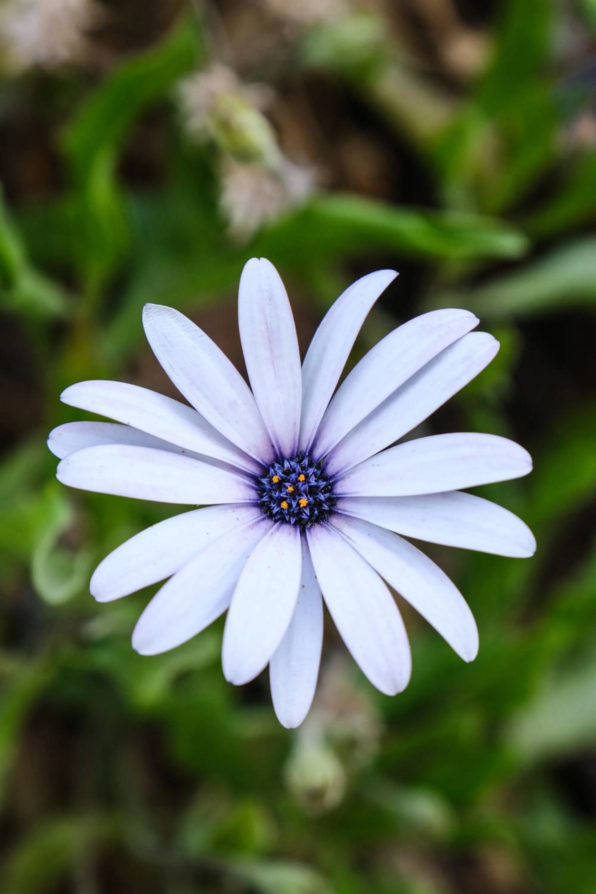 Garden in Birdcage 33 Hotel - Adult Only