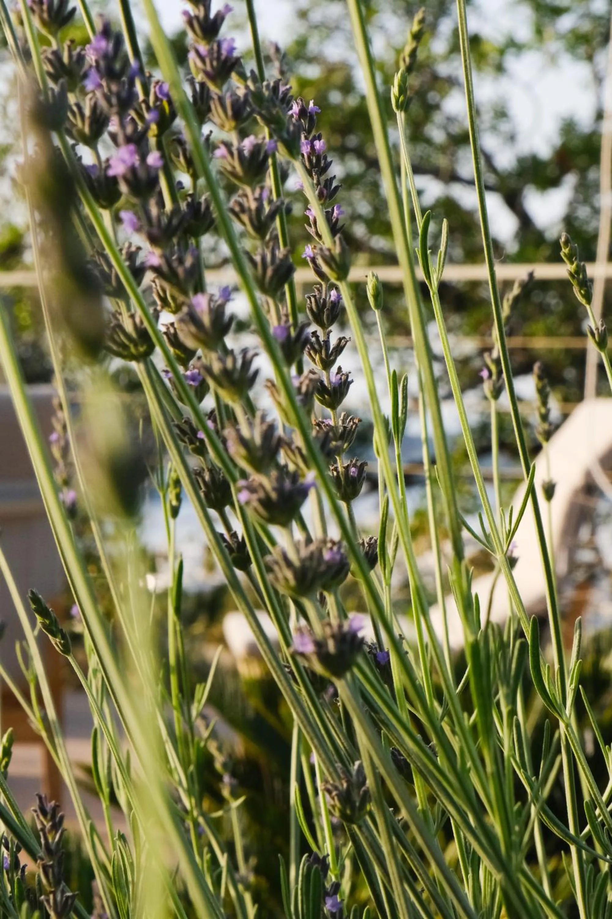 Garden in Birdcage 33 Hotel - Adult Only