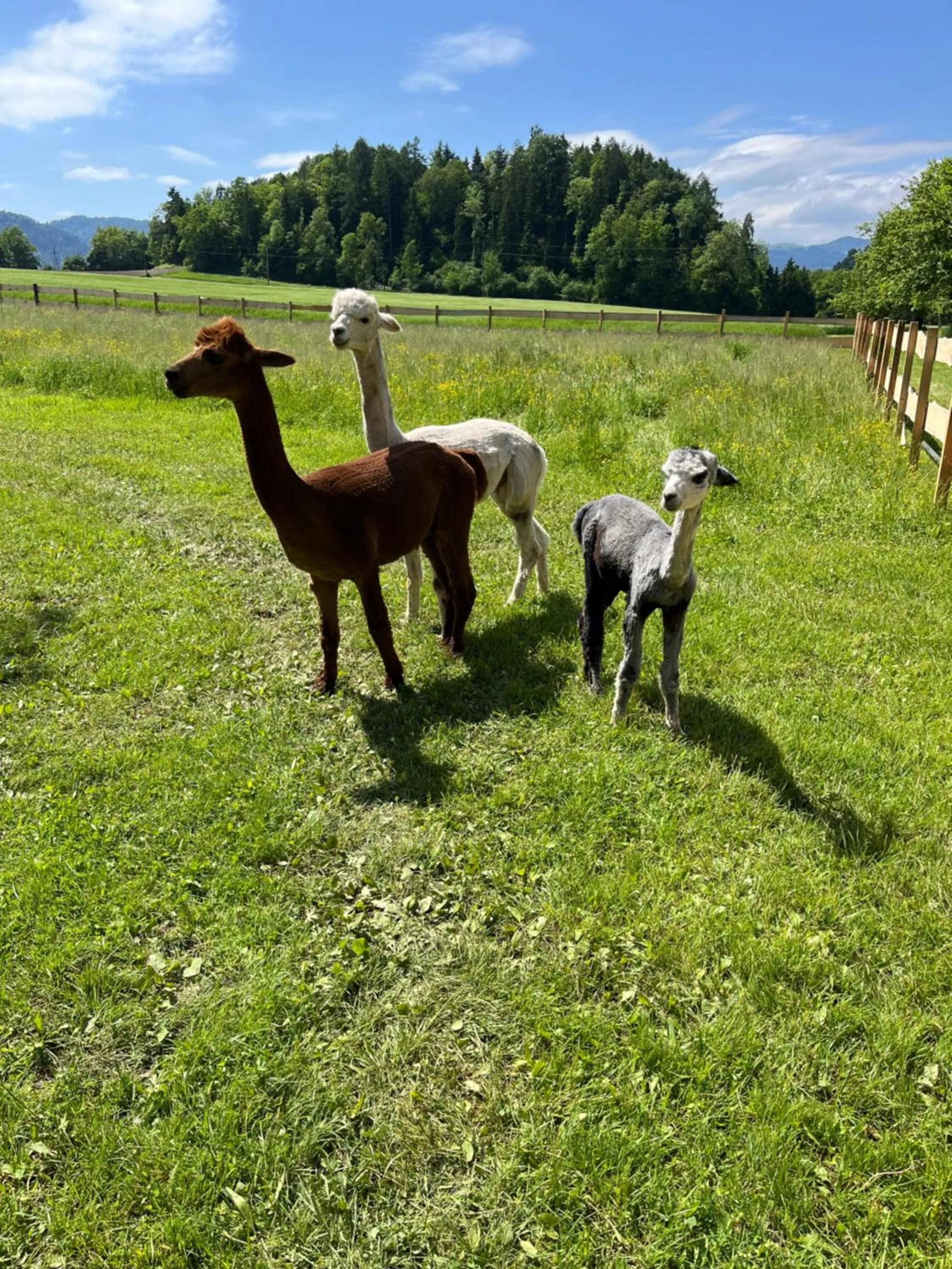 Animals in Gasthof Pension Rabl