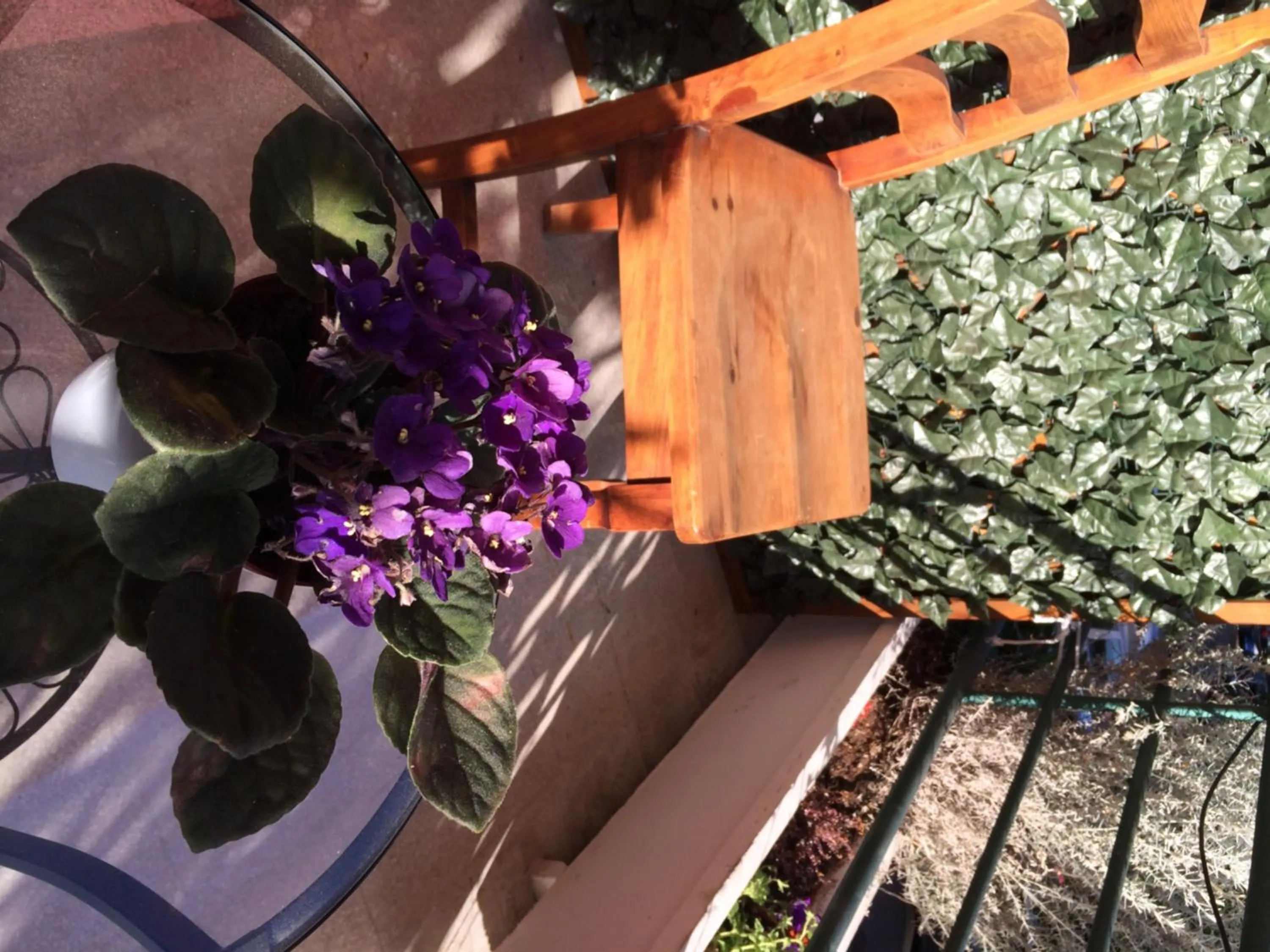 Balcony/Terrace in Shelisa B&B