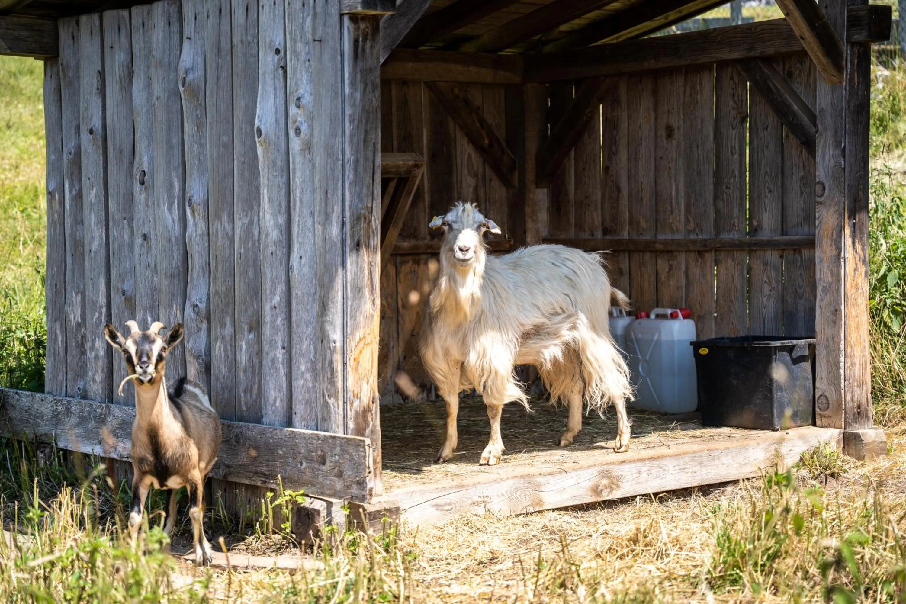 Animals in PanoramaHotel Penegal