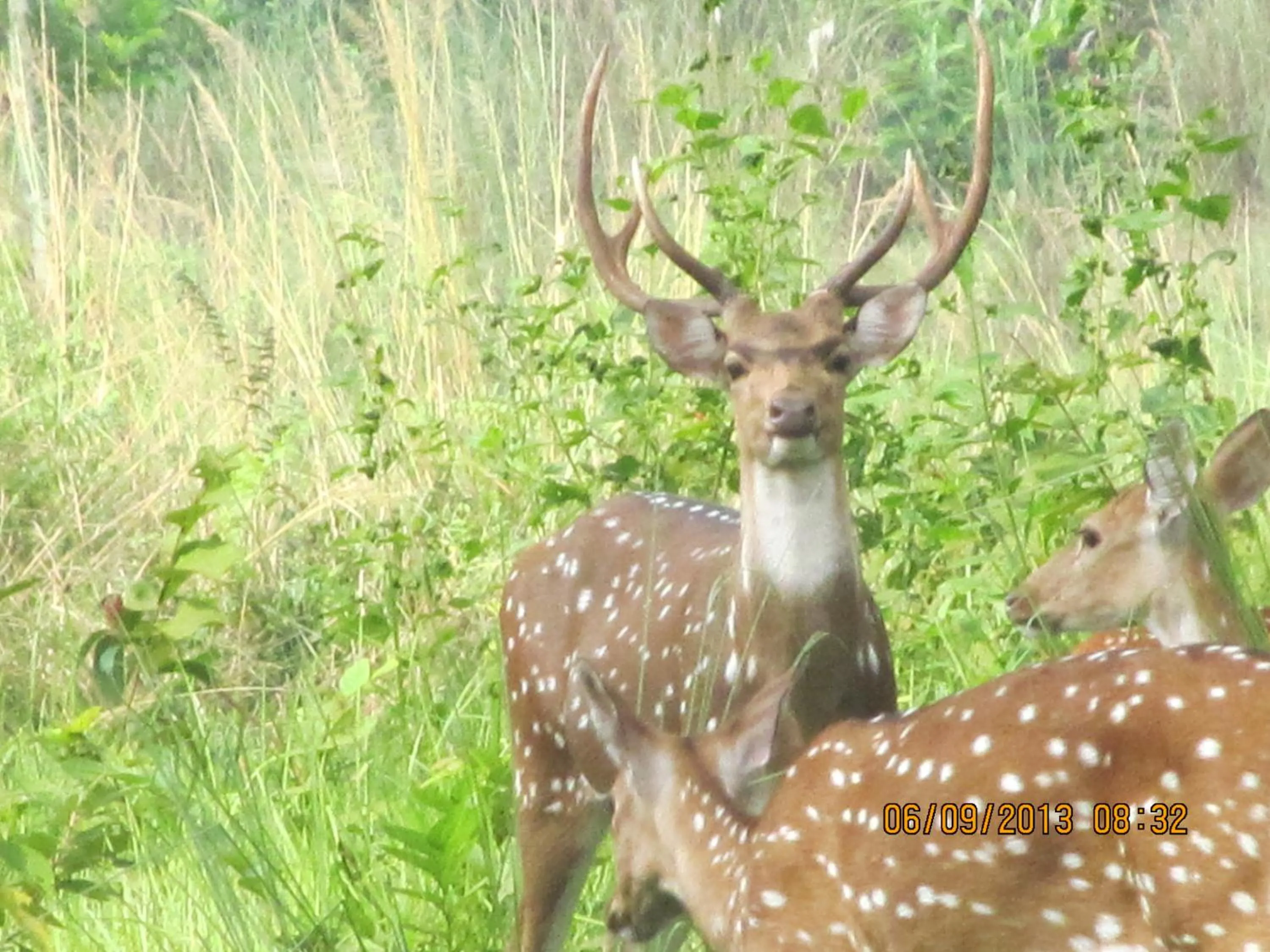 Animals in Chitwan Tiger Camp