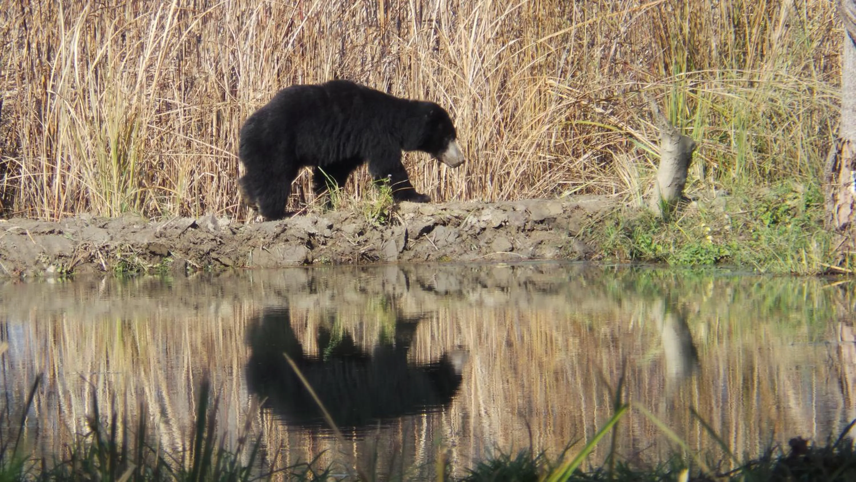 Animals in Chitwan Tiger Camp