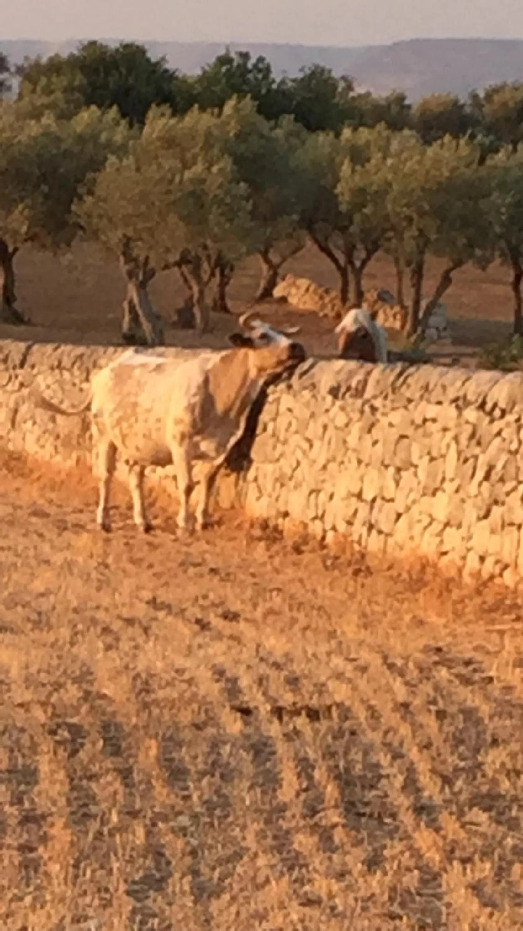 Animals in Agriturismo Il Melograno