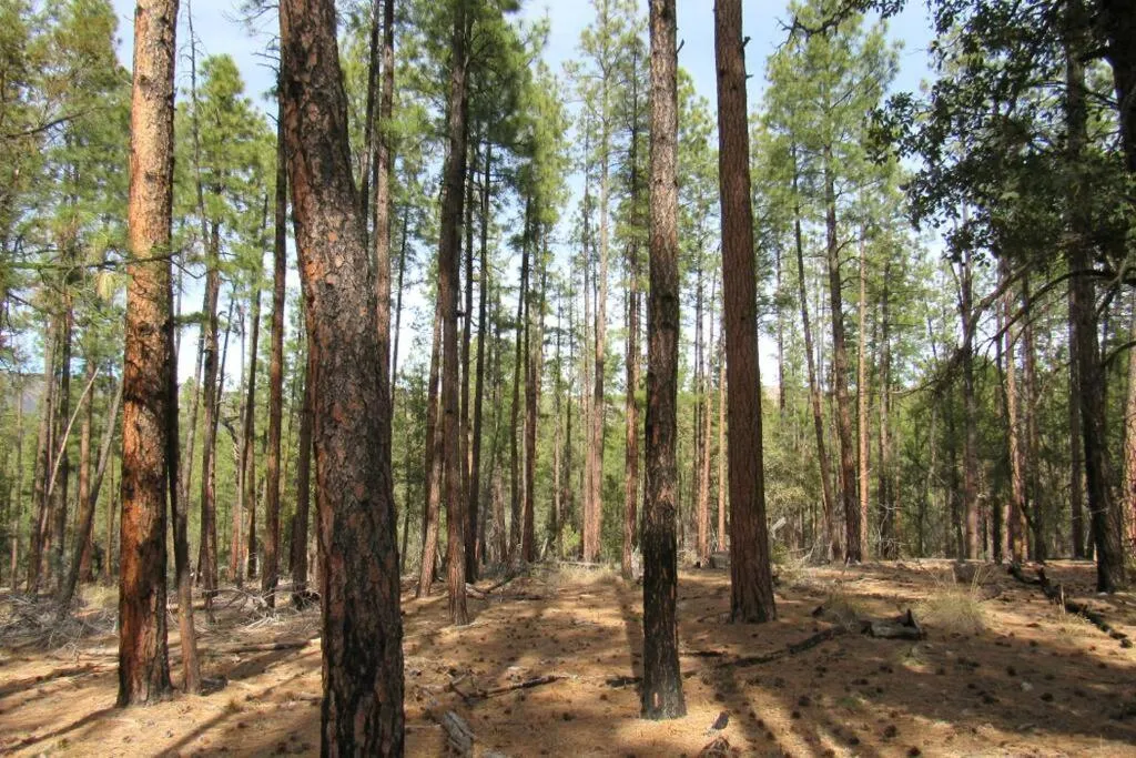 Forest Cabin 1 Hunters Blind