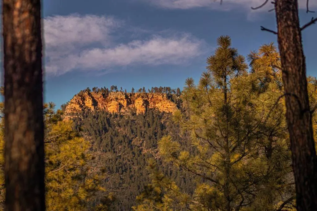 Forest Cabin 2 Birds Nest