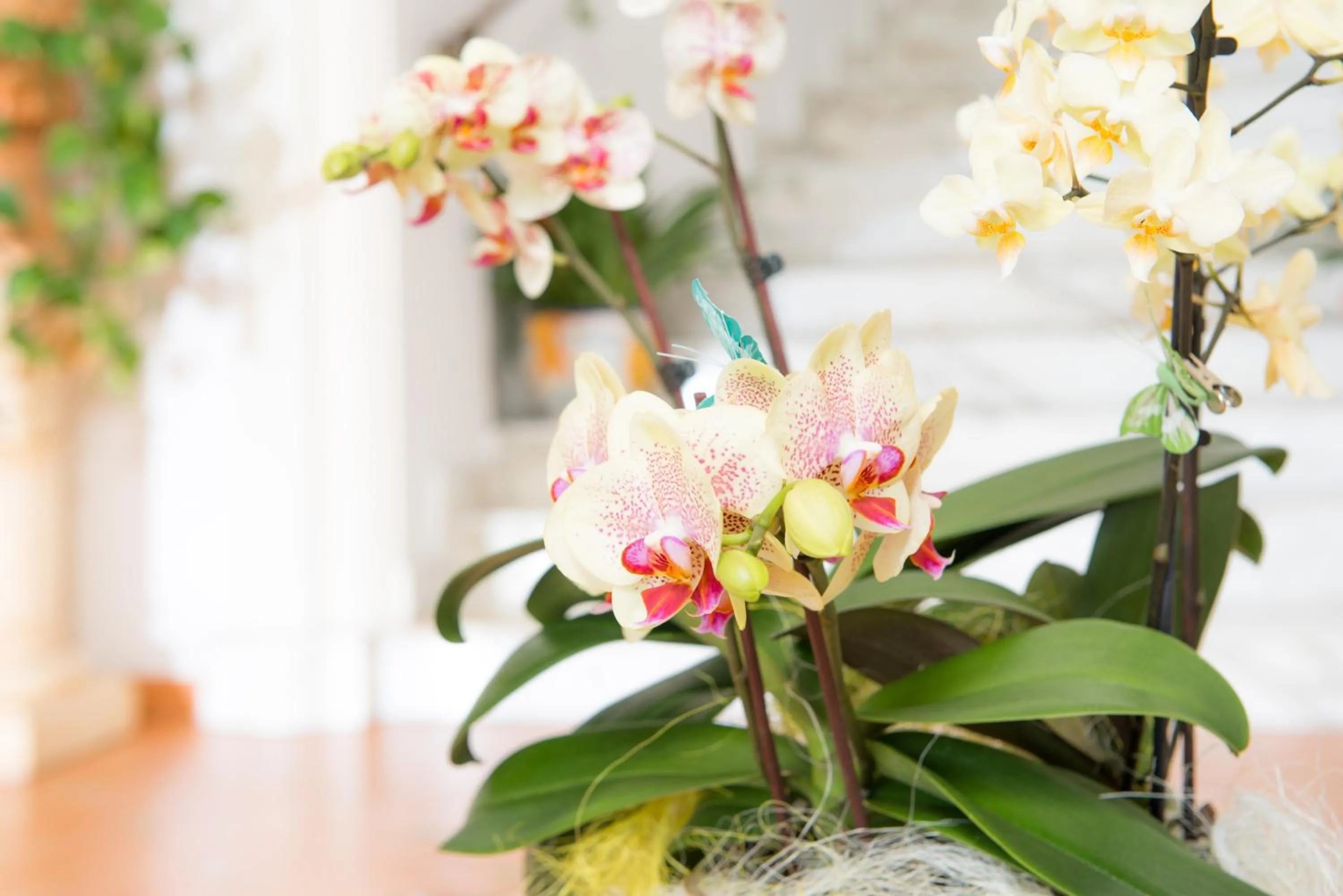 Other in Hotel Royal Prisco