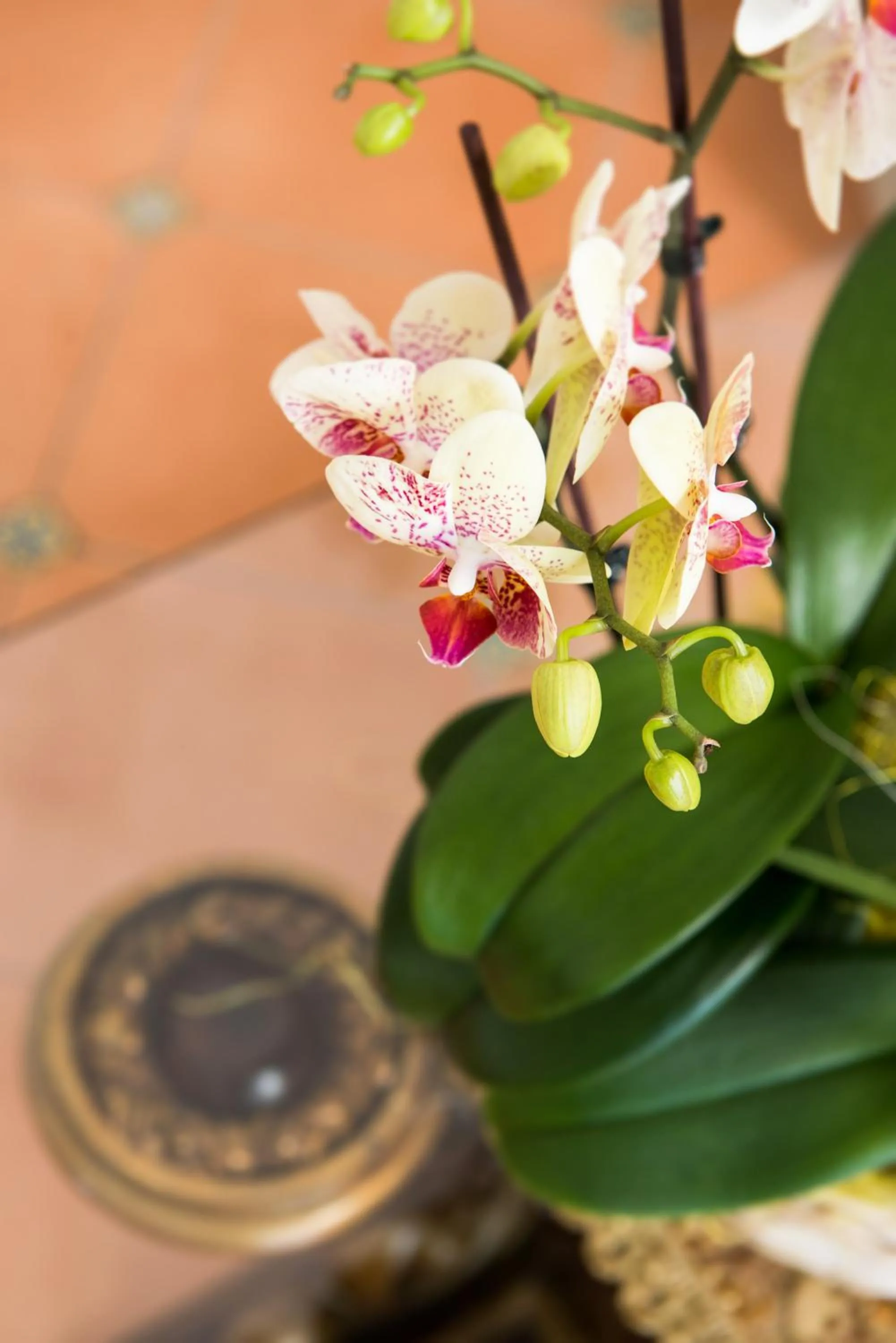 Decorative detail in Hotel Royal Prisco