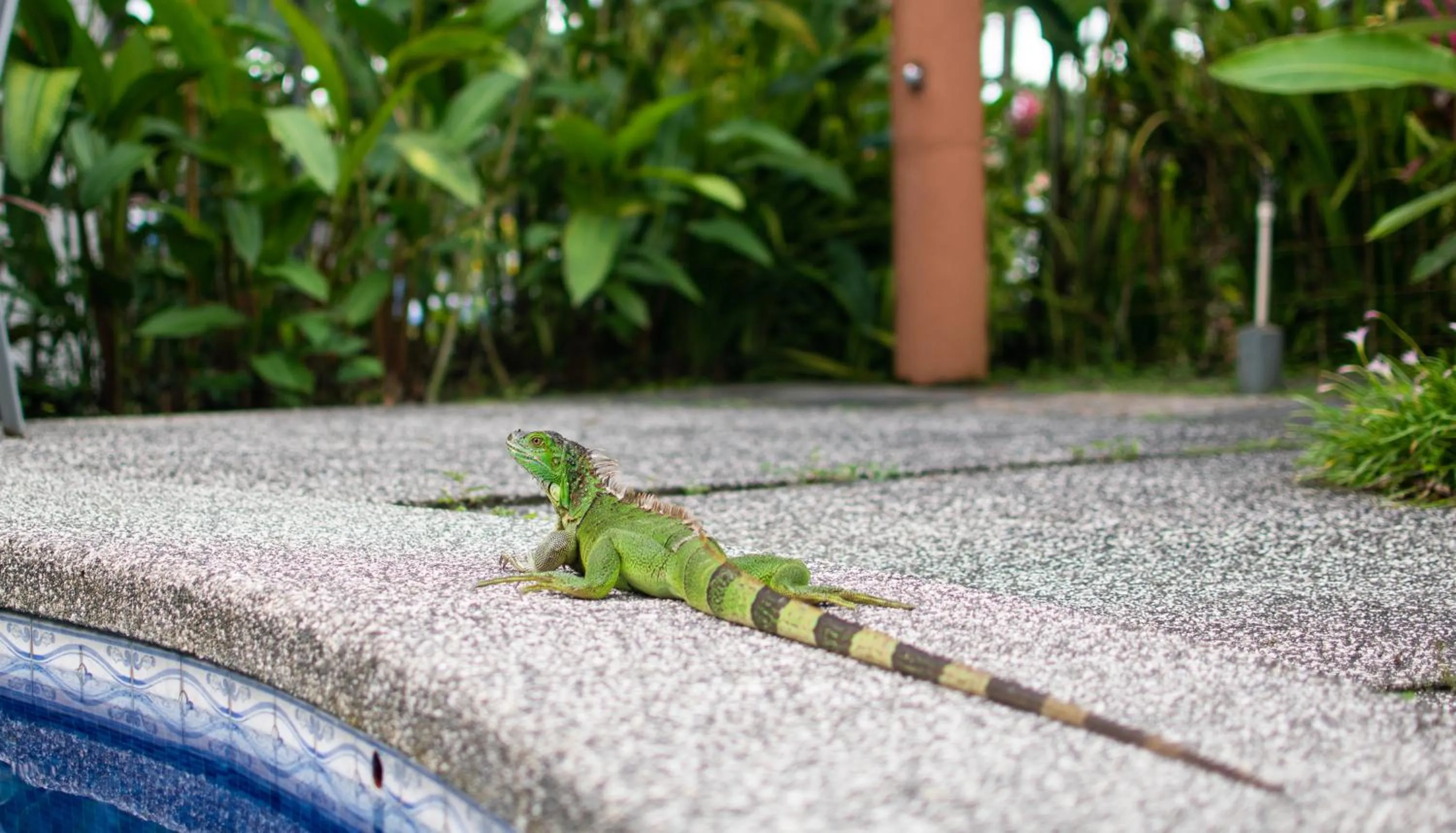 Natural landscape in Hotel Arenal Rabfer