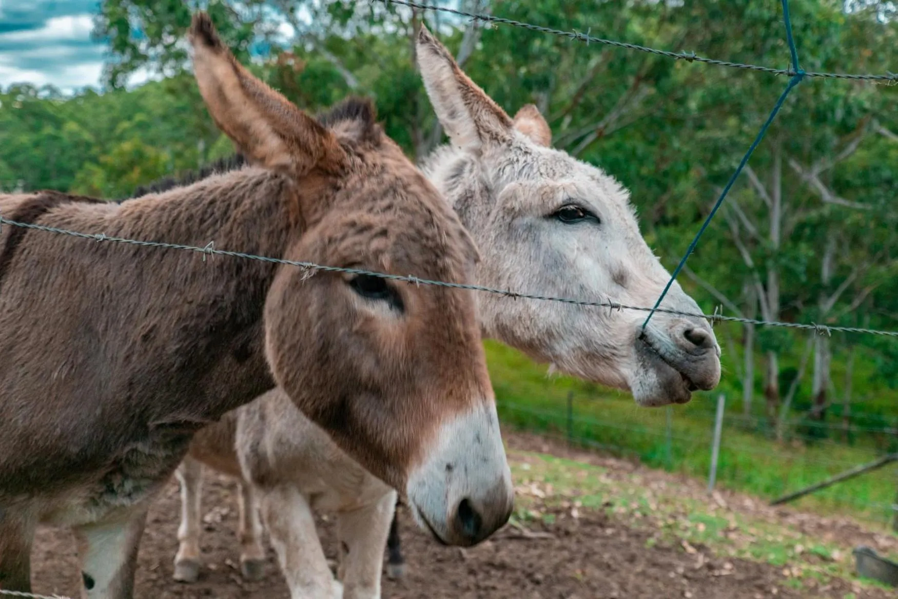 Animals in Whispering Valley Cottage Retreat