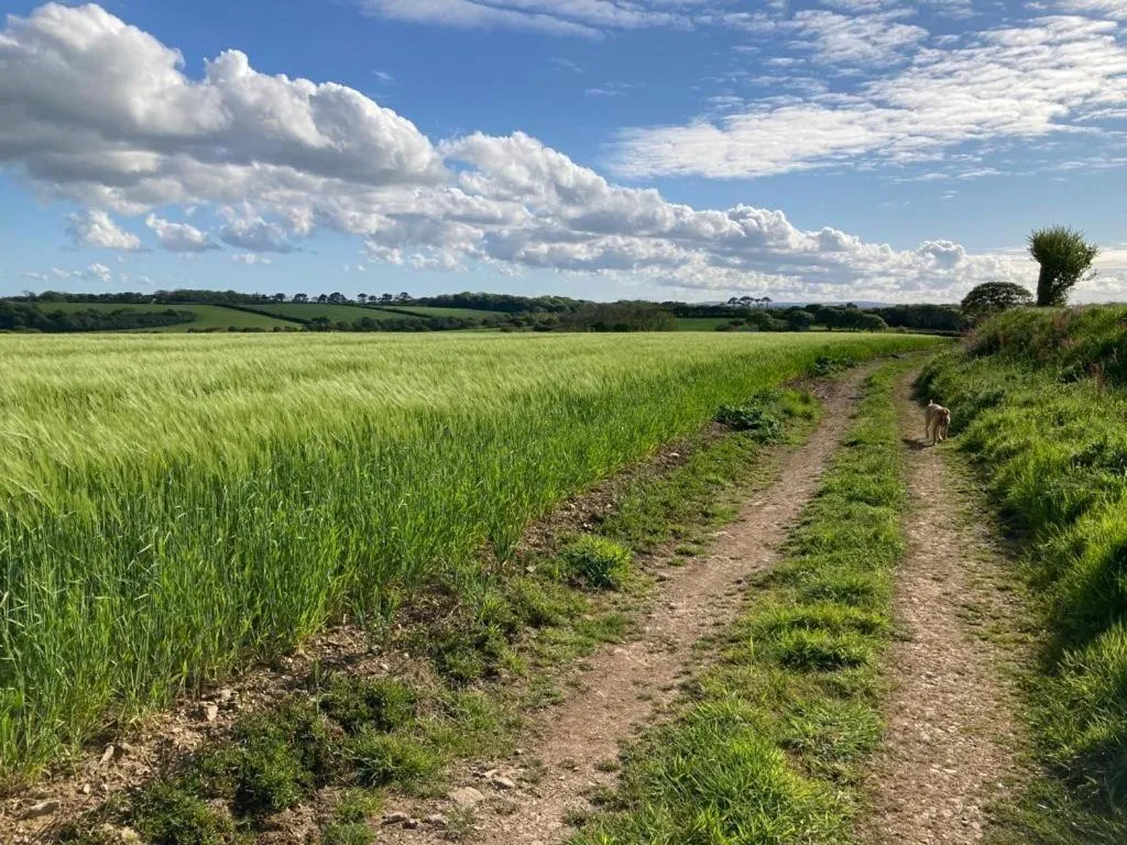 Natural landscape in Tresithick Vean Bed and Breakfast