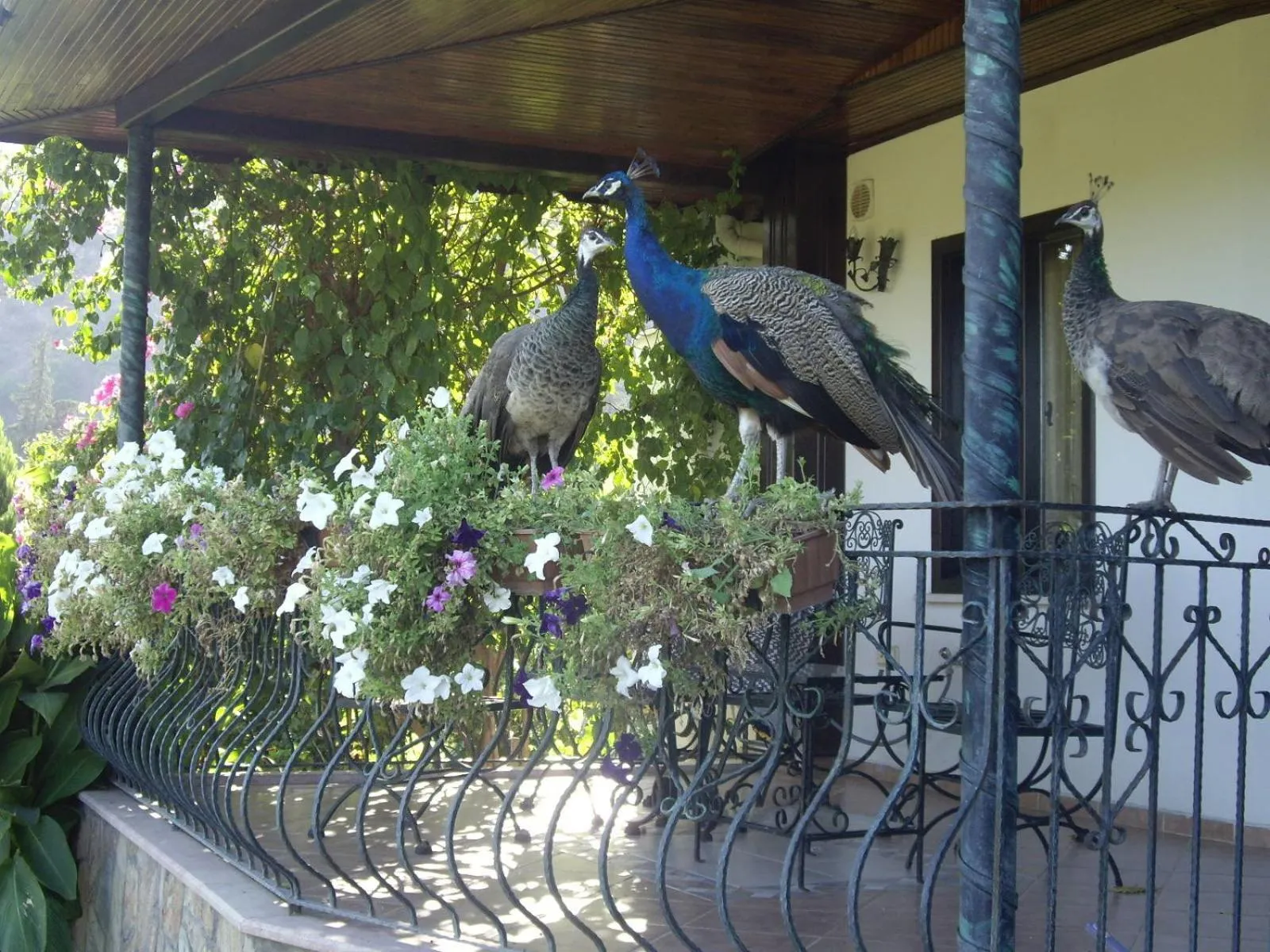 Garden in Hemerans Anatolia