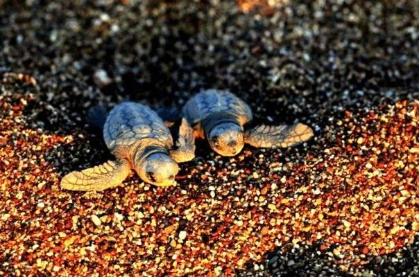 Animals in Hemerans Anatolia