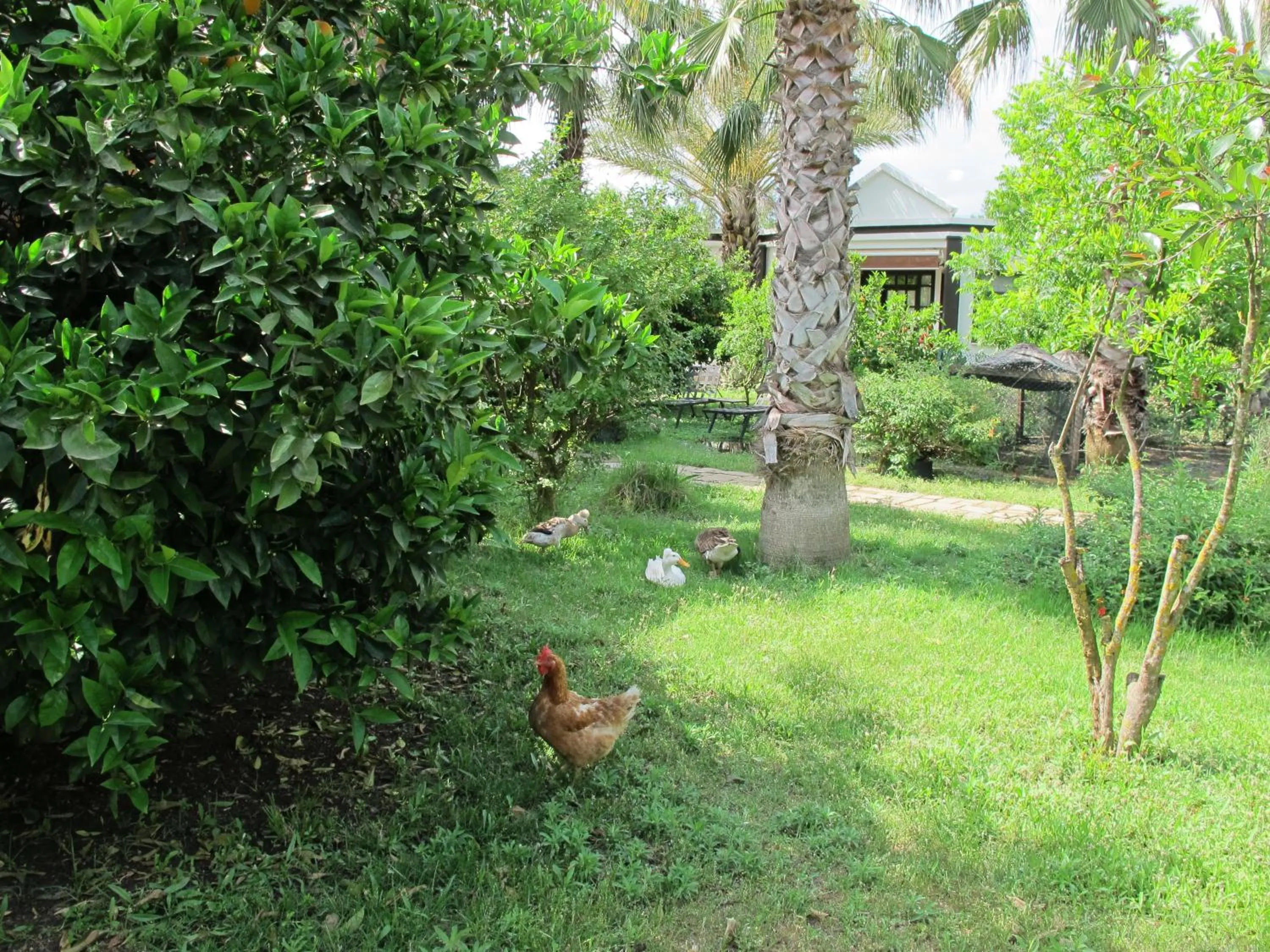 Garden in Hemerans Anatolia