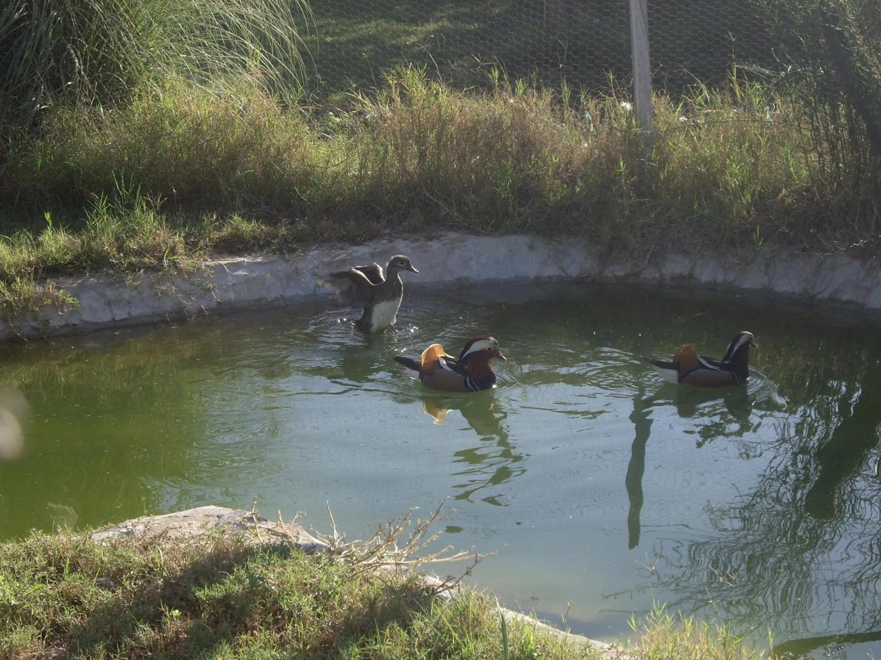 Garden in Hemerans Anatolia