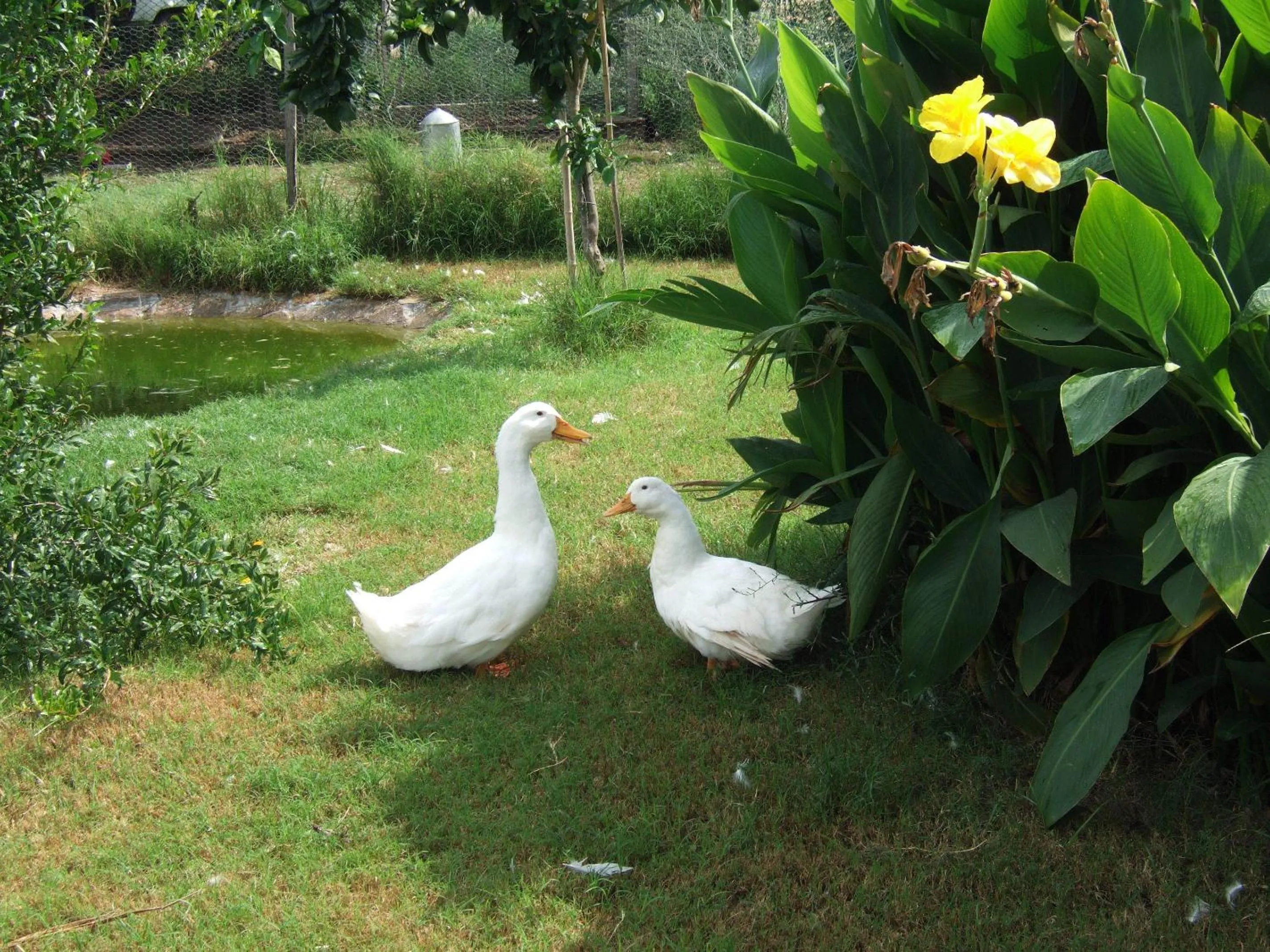 Garden in Hemerans Anatolia