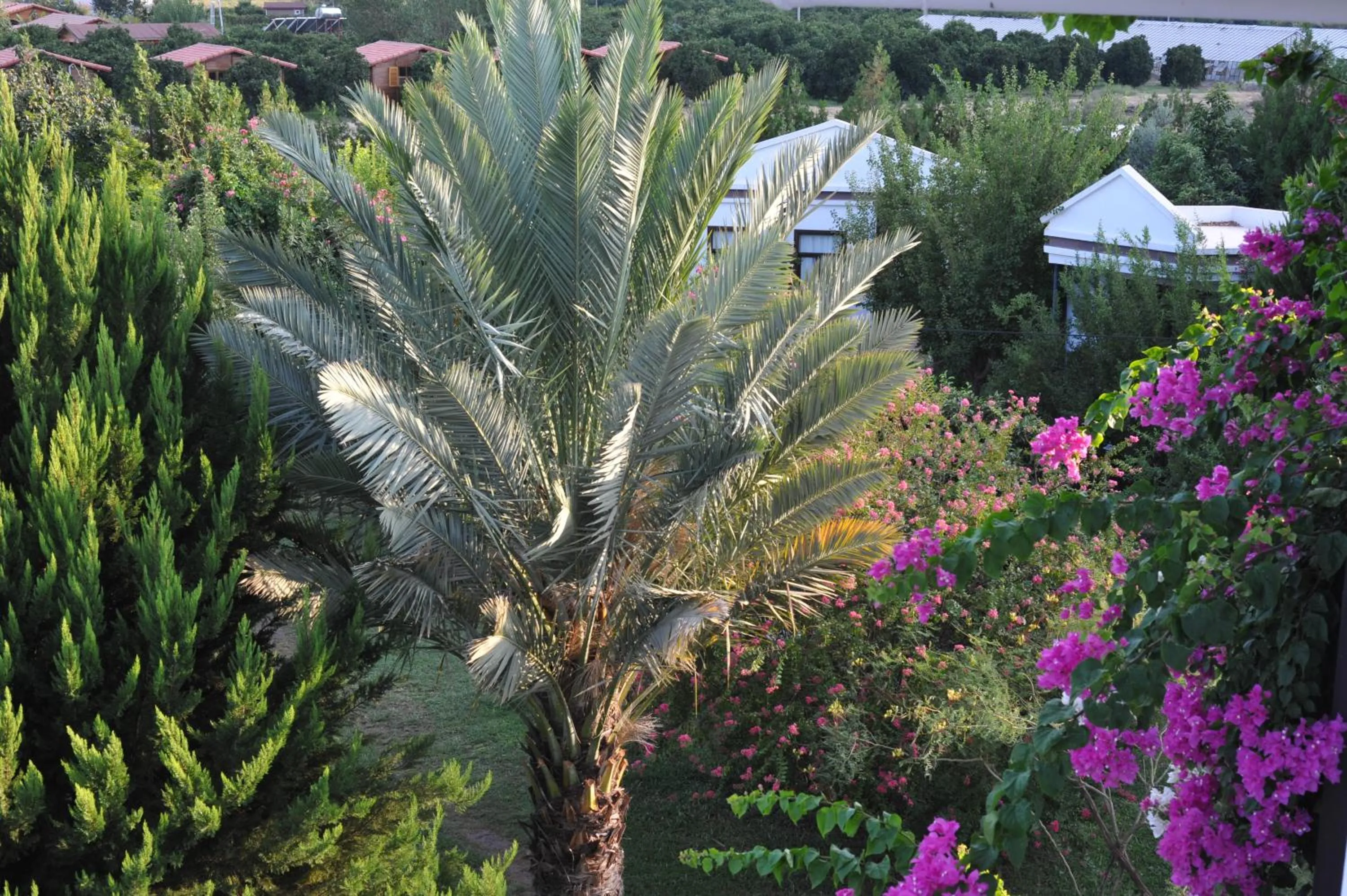 Garden in Hemerans Anatolia
