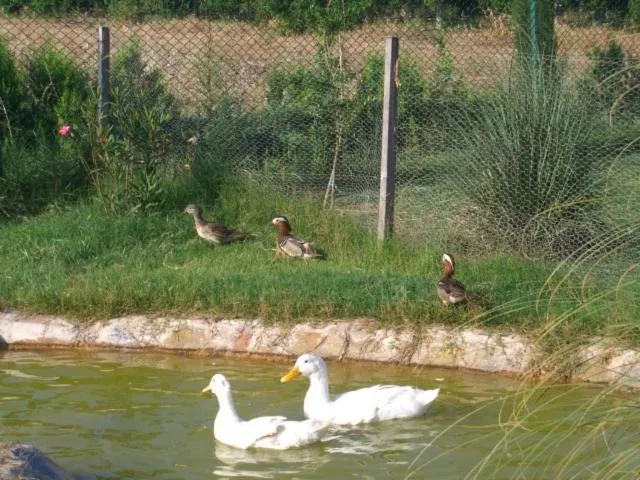 Pets in Hemerans Anatolia