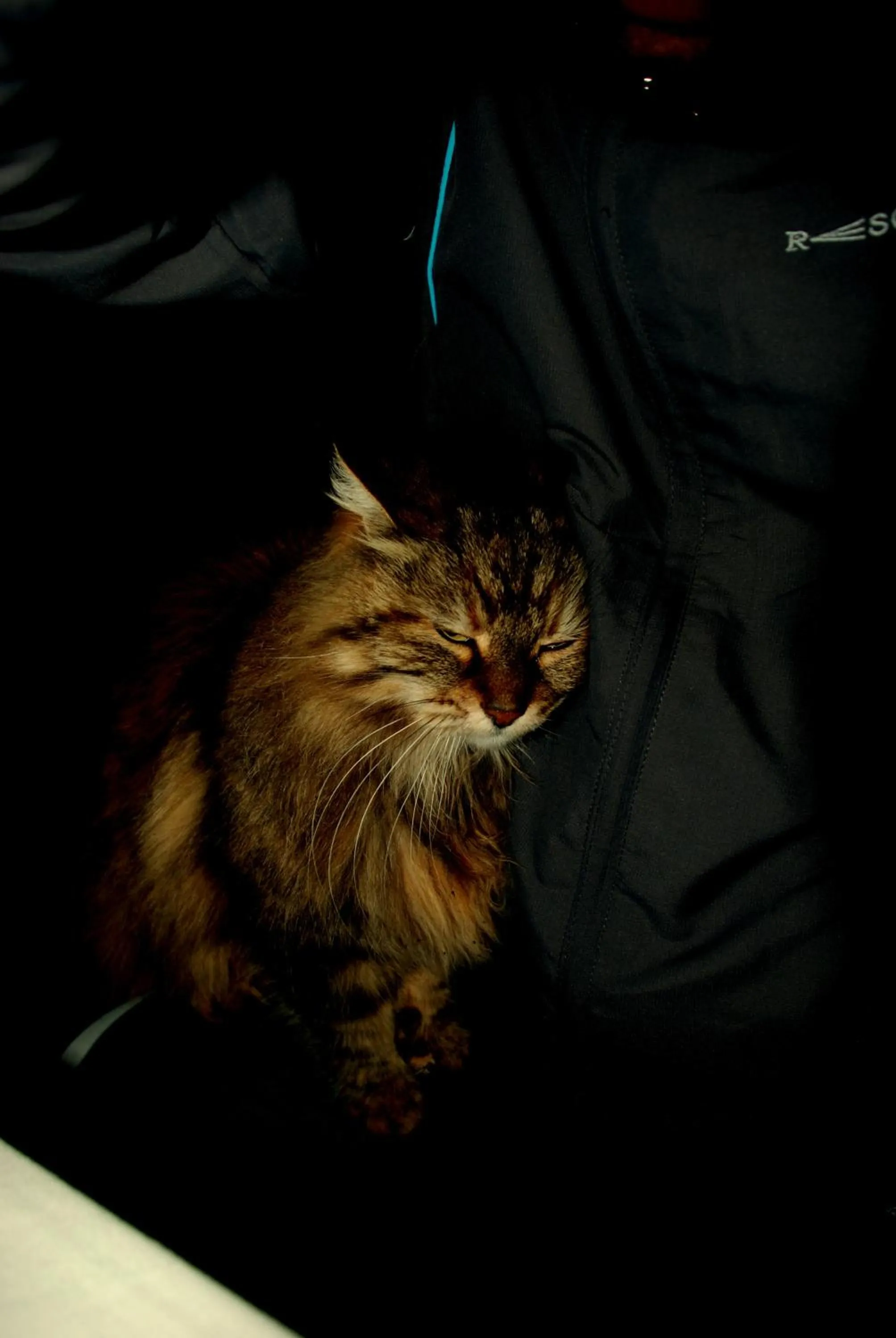 Pets in Hemerans Anatolia