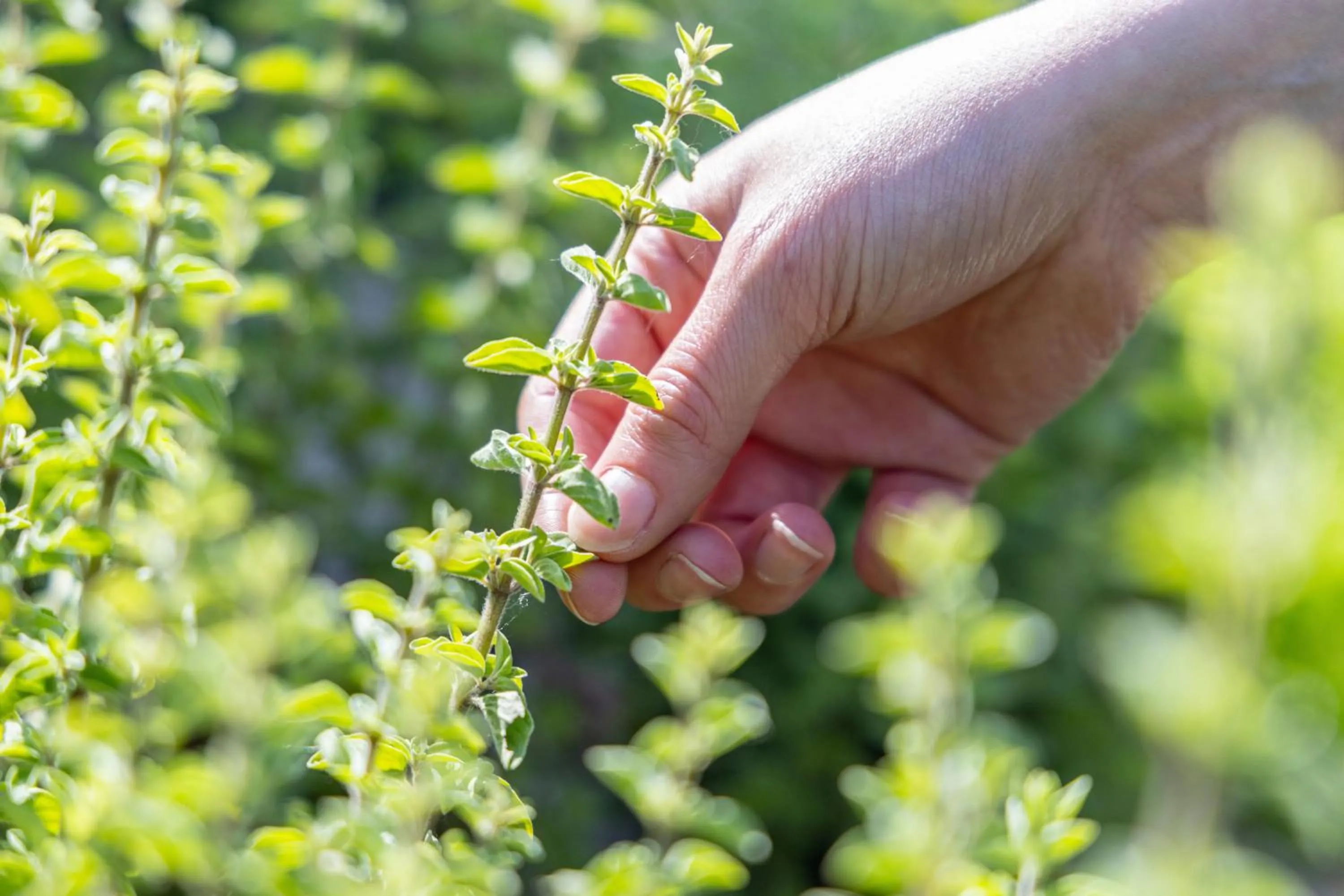 Restaurant/places to eat in Hotel Val Di Sogno - Adults Only