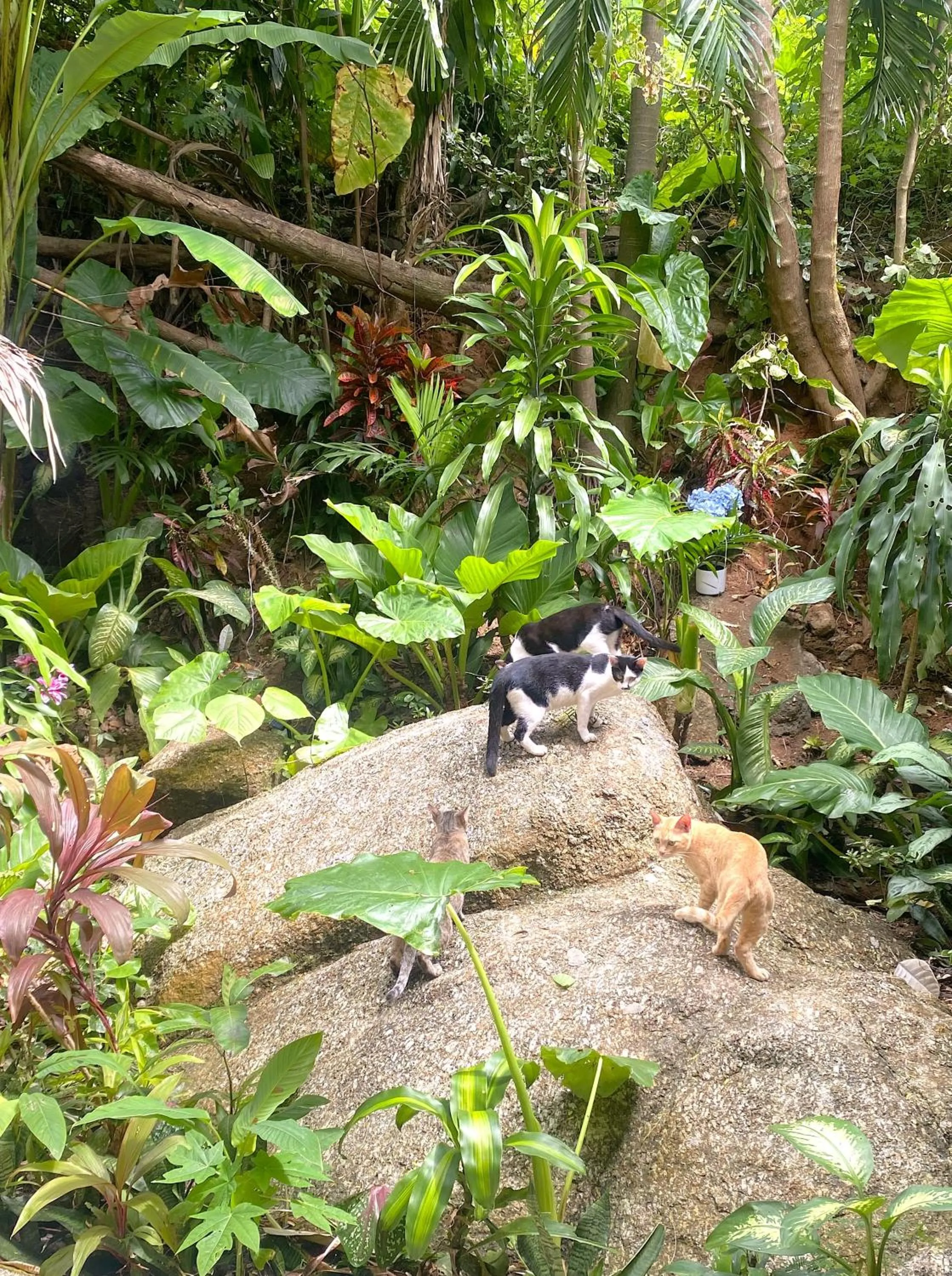 Garden in OASIS VILLA Karon Beach