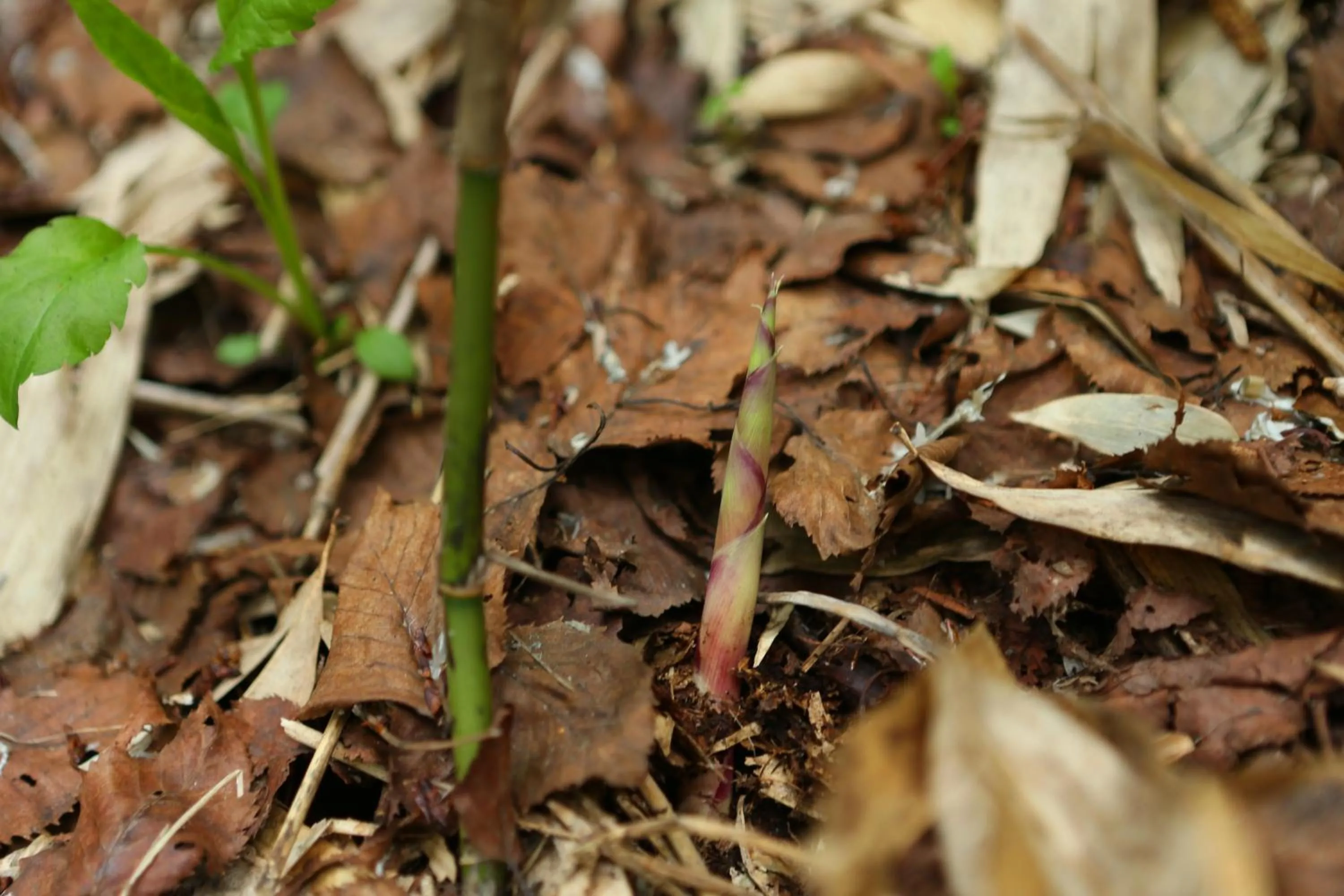 Other in Hotel Japan Shiga