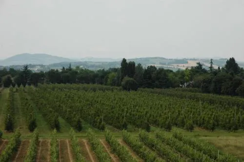 Natural landscape in Hotel Cavallino