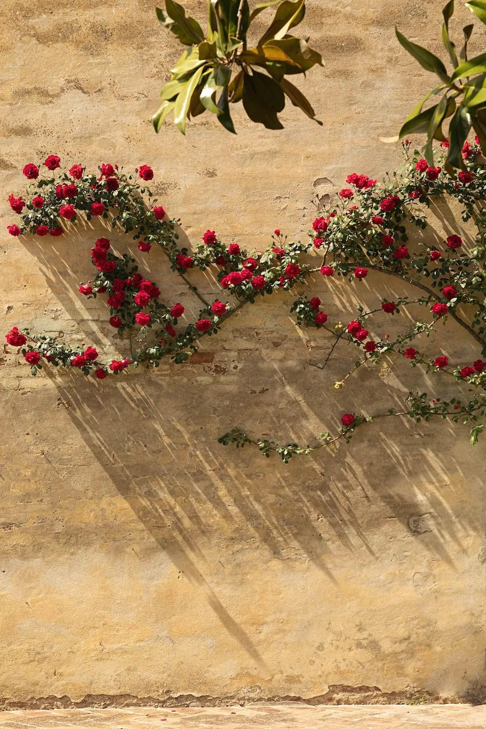 Garden in Hotel Certosa Di Maggiano