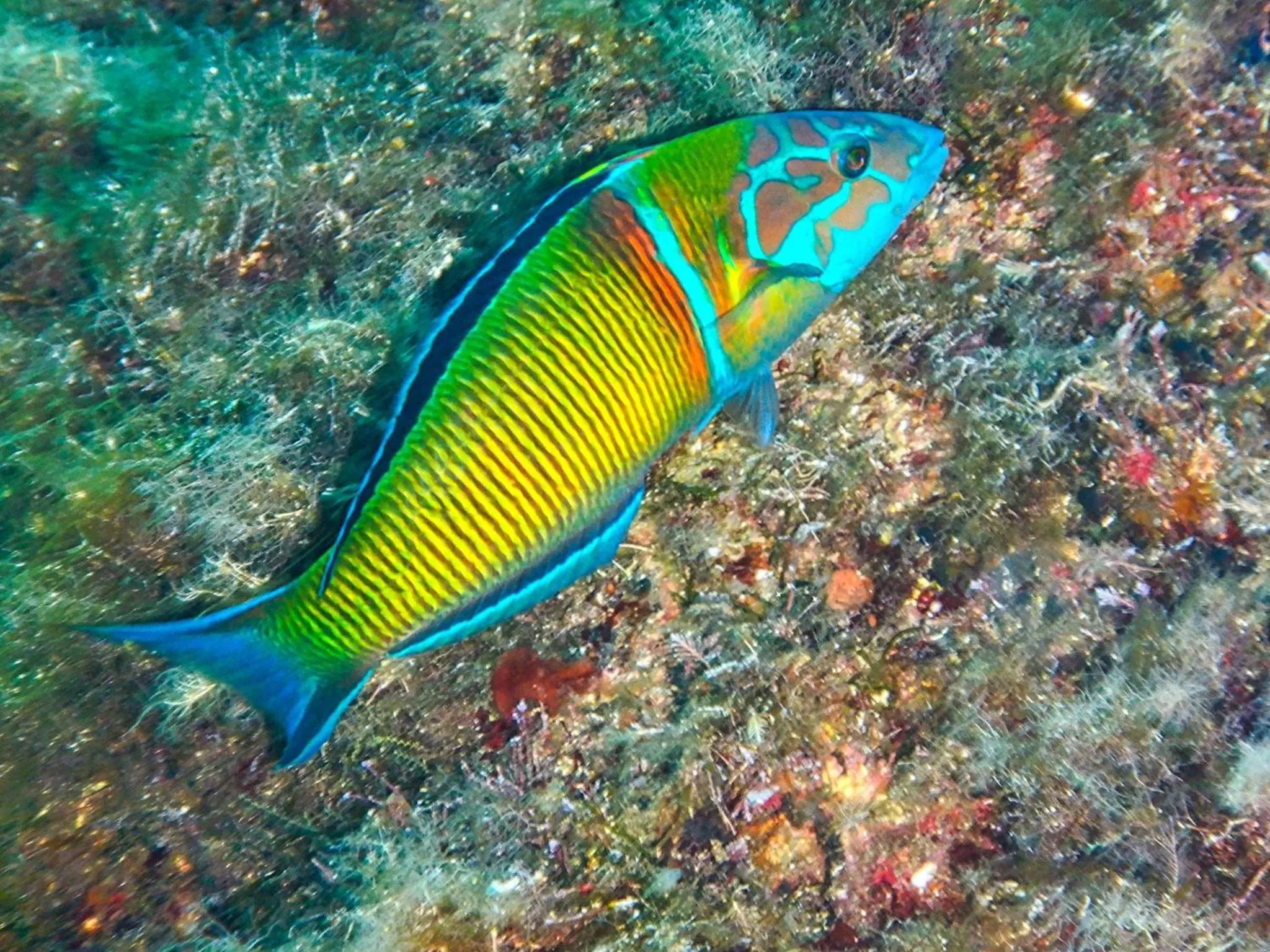 Natural landscape in Hotel L'Aragosta