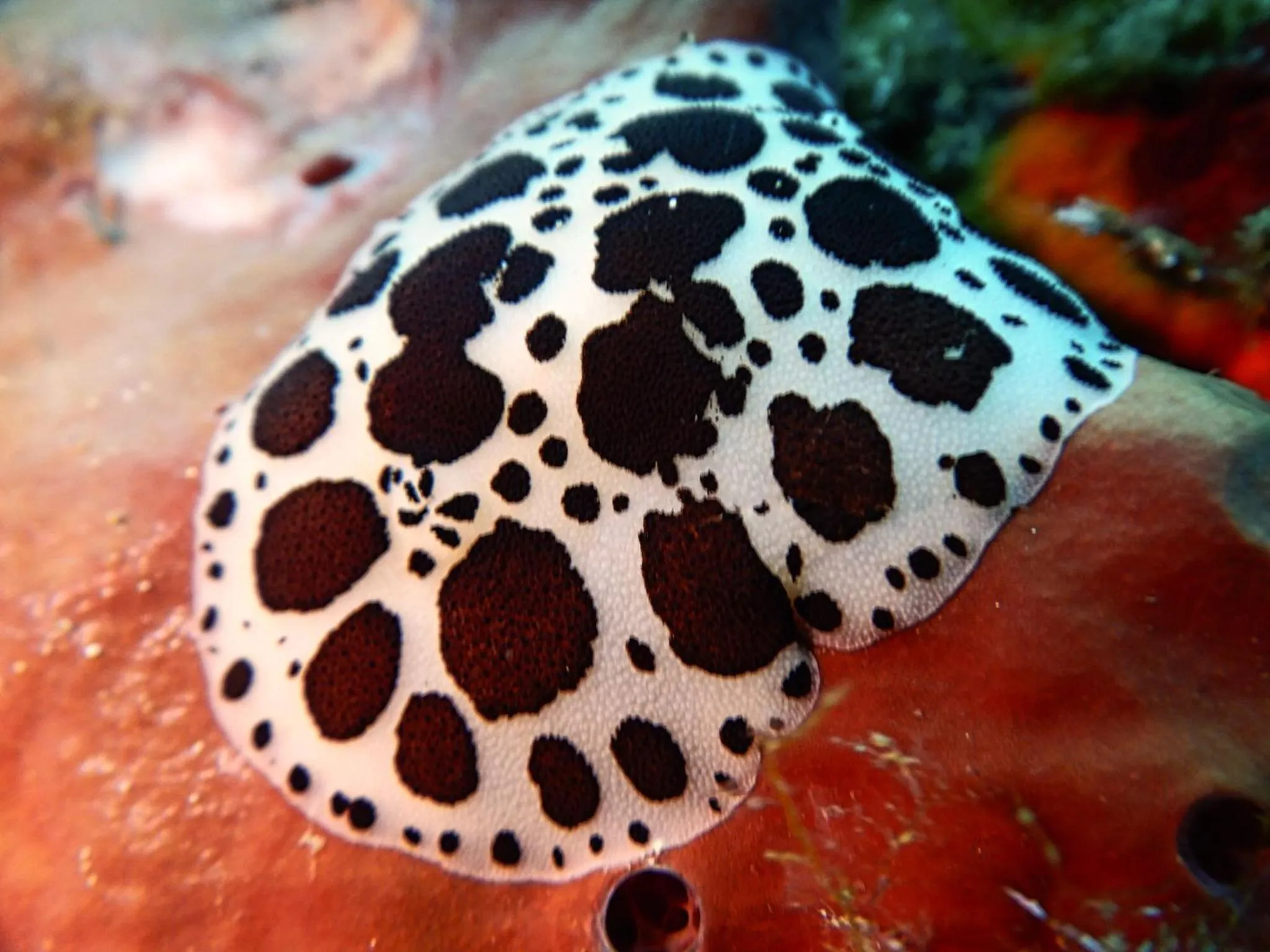 Snorkeling in Hotel L'Aragosta