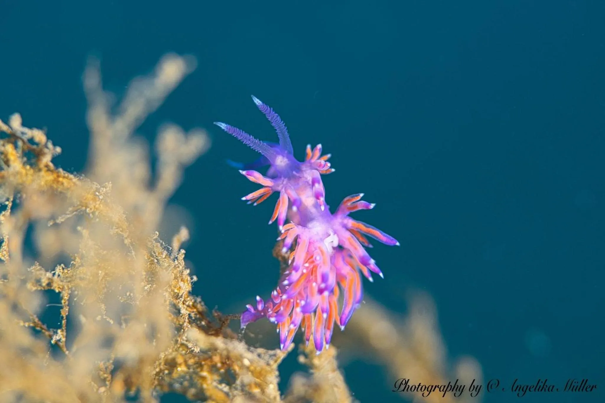 Snorkeling in Hotel L'Aragosta