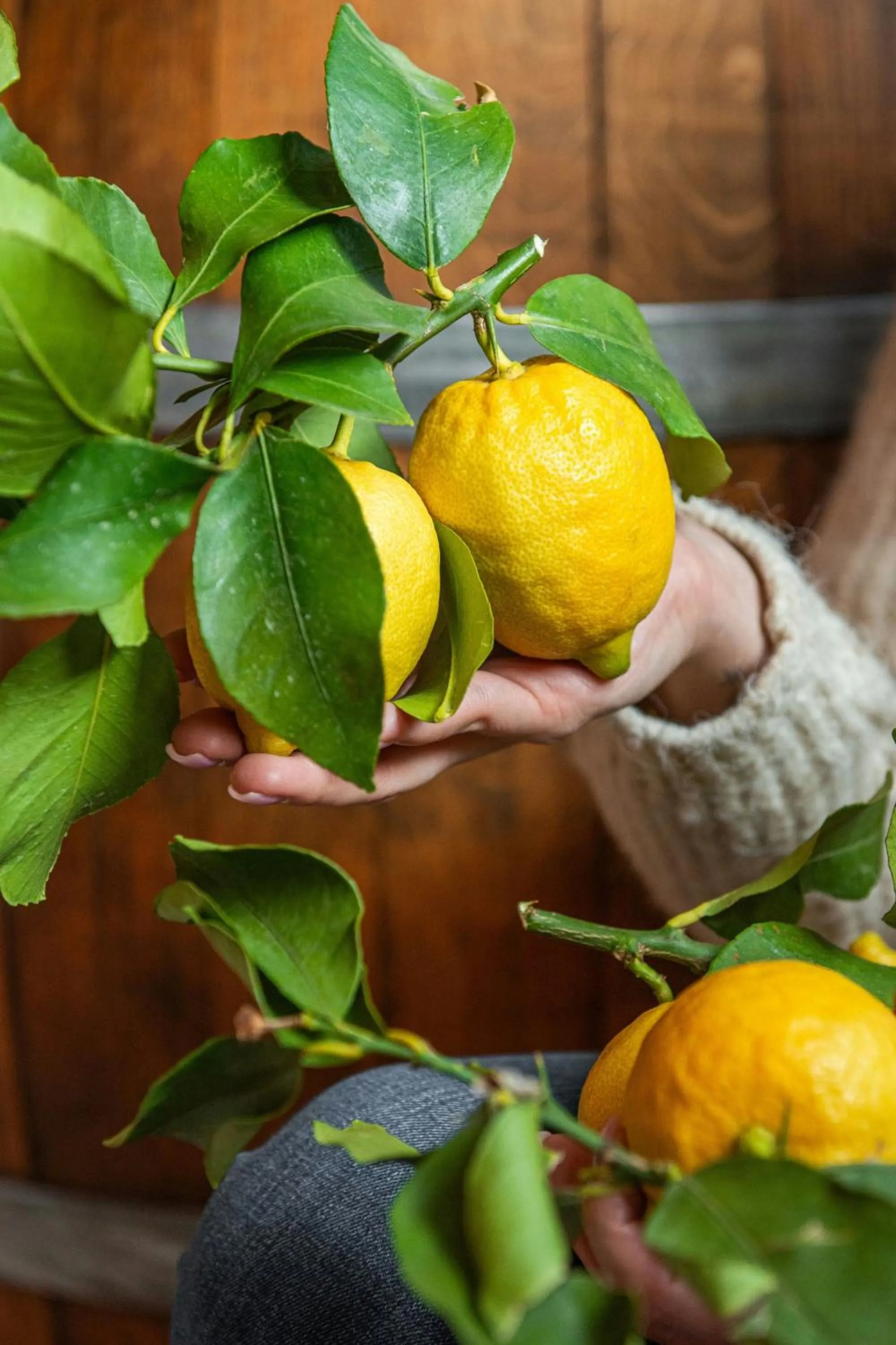 Restaurant/places to eat in Sheraton Grand Warsaw