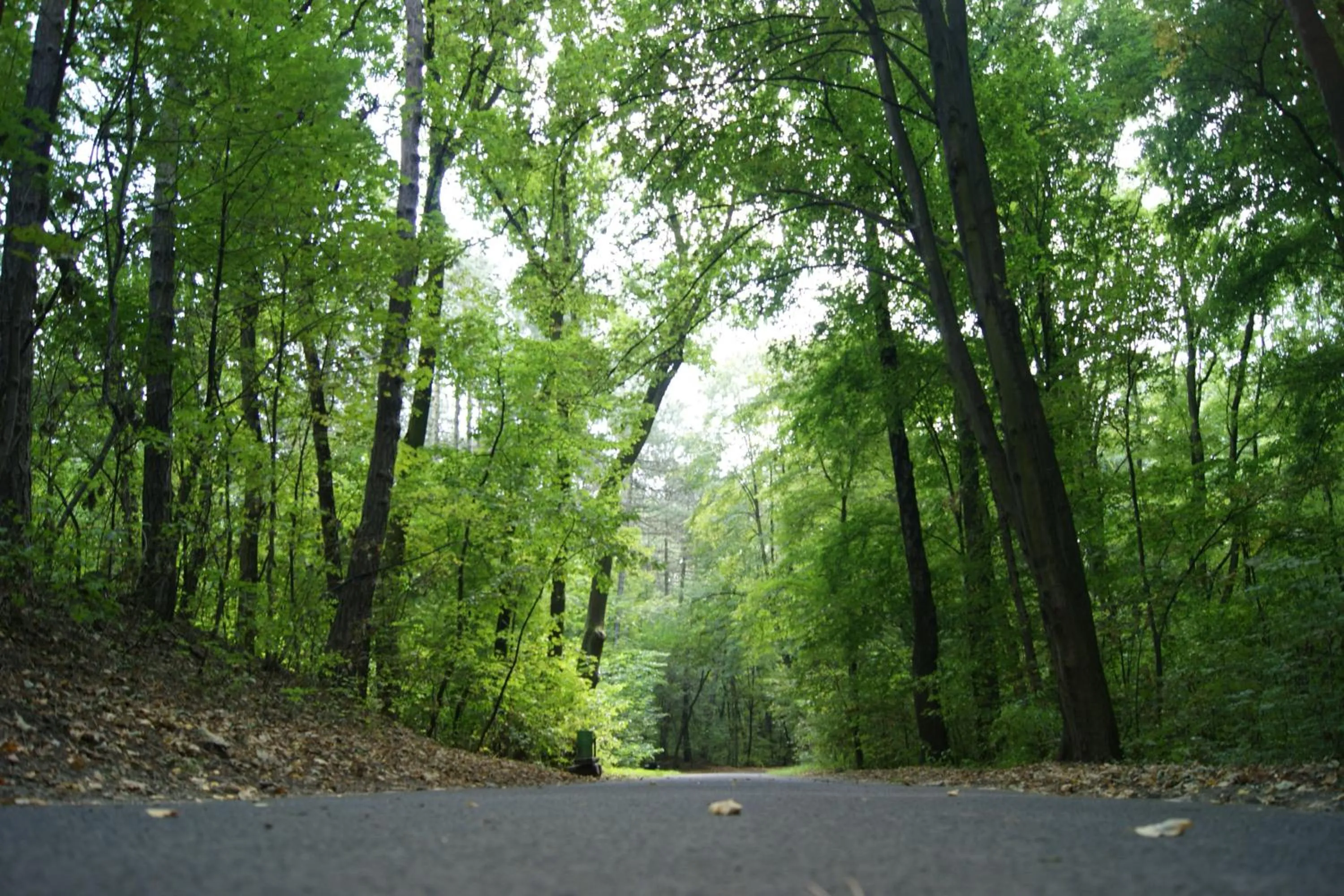 Natural landscape in Hotel Petrus