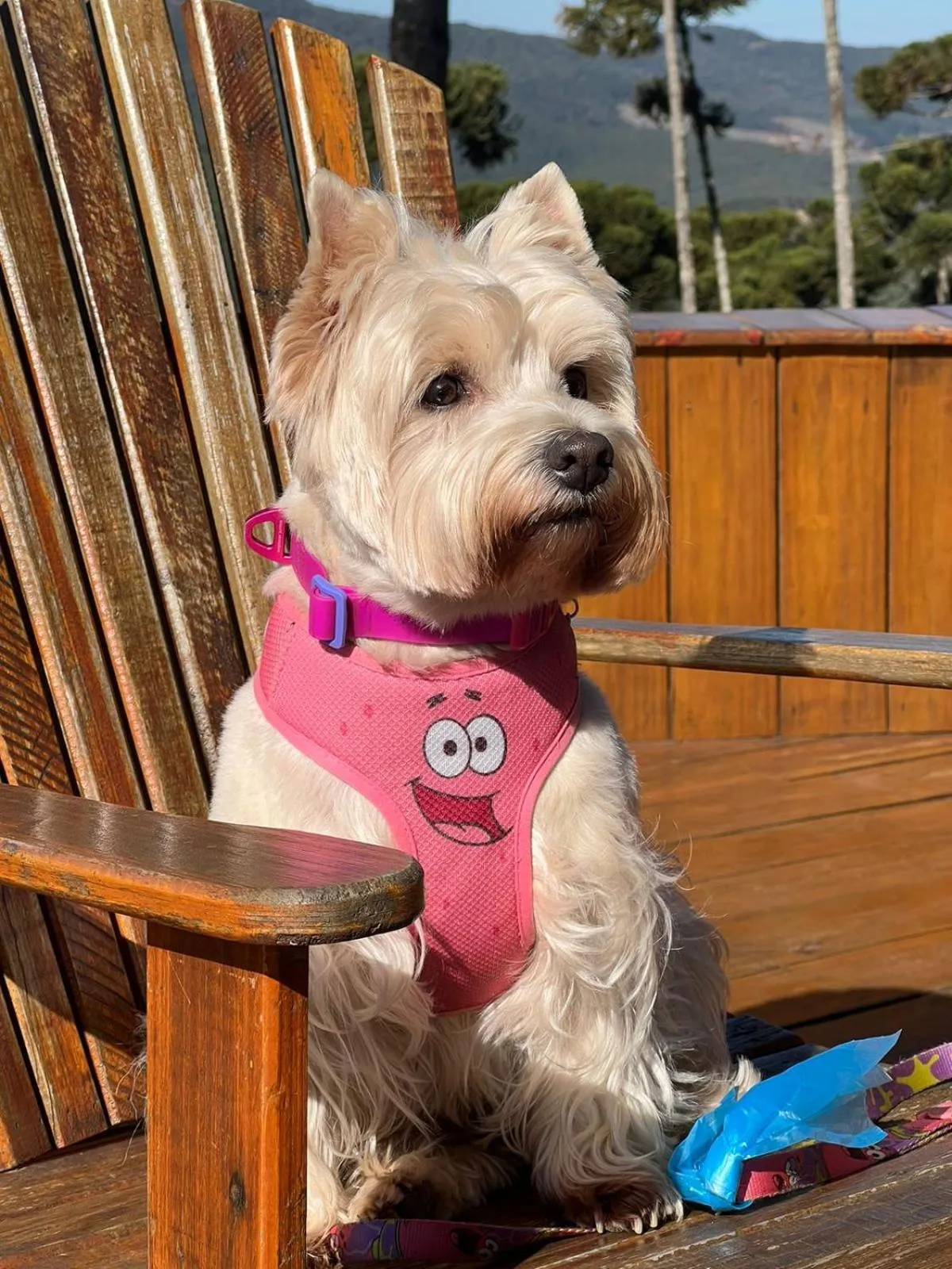 Pets in Pousada Villa Barril