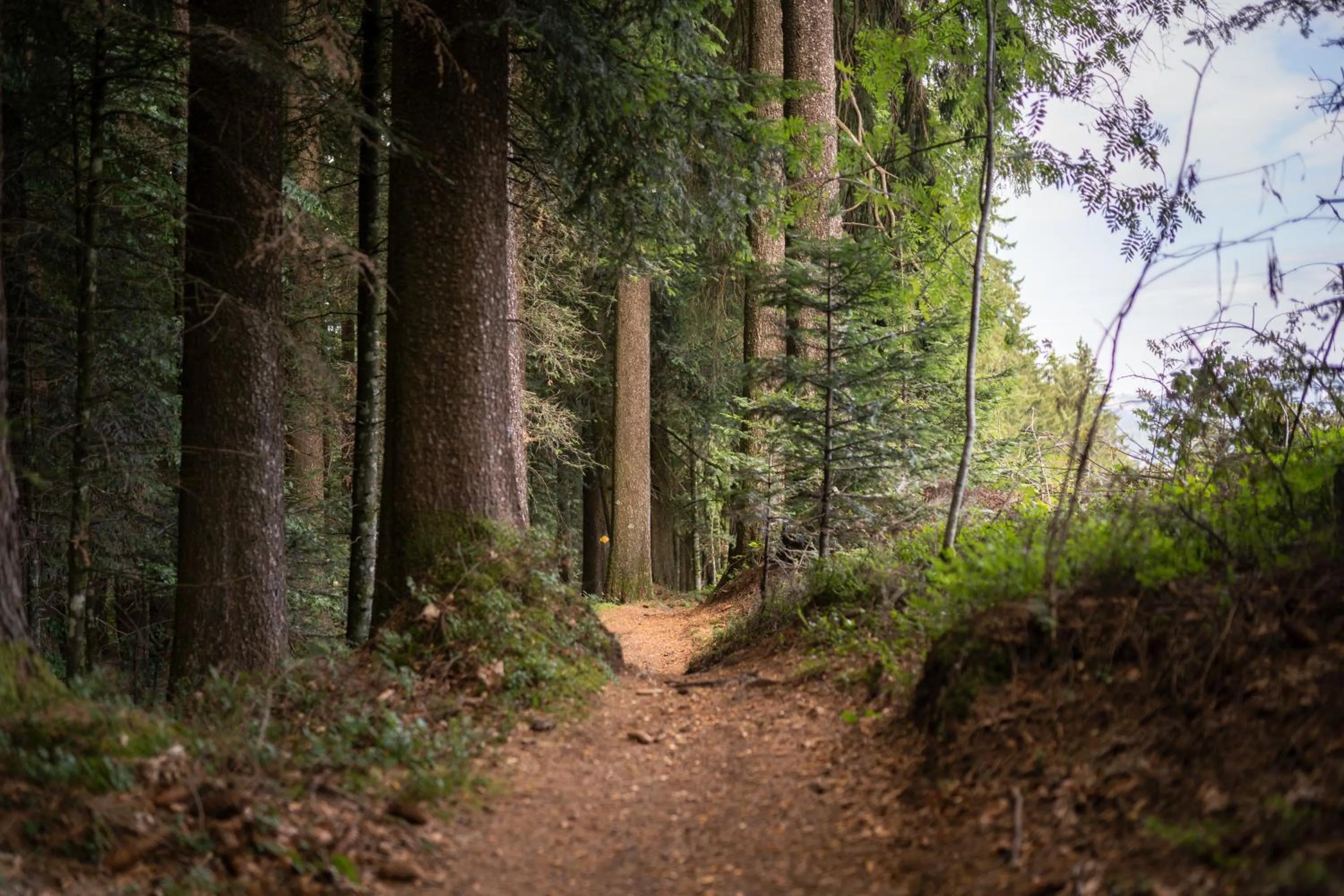 Natural landscape in Kurhaus Heiligkreuz