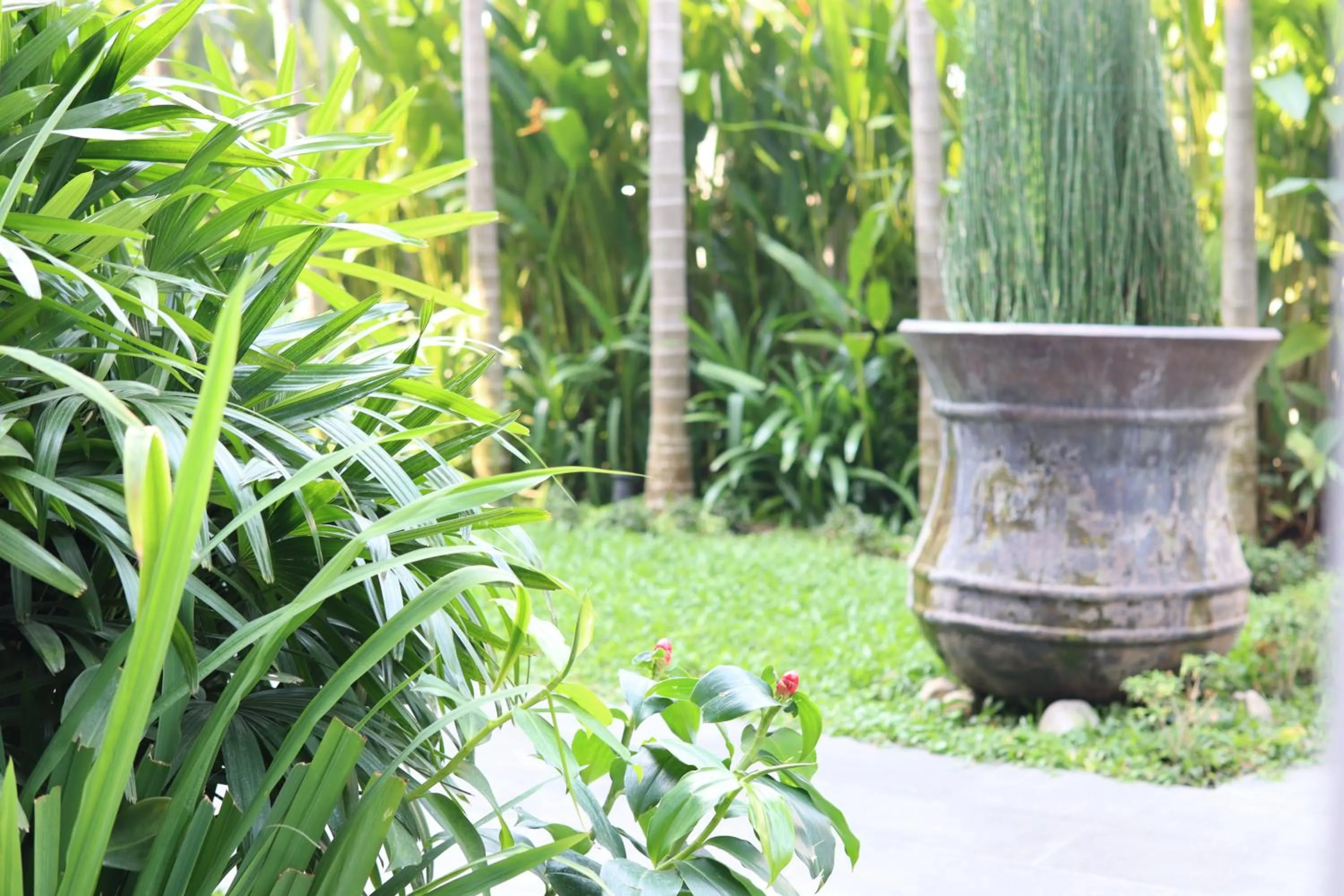 Garden view in Siri Village Chiang Mai