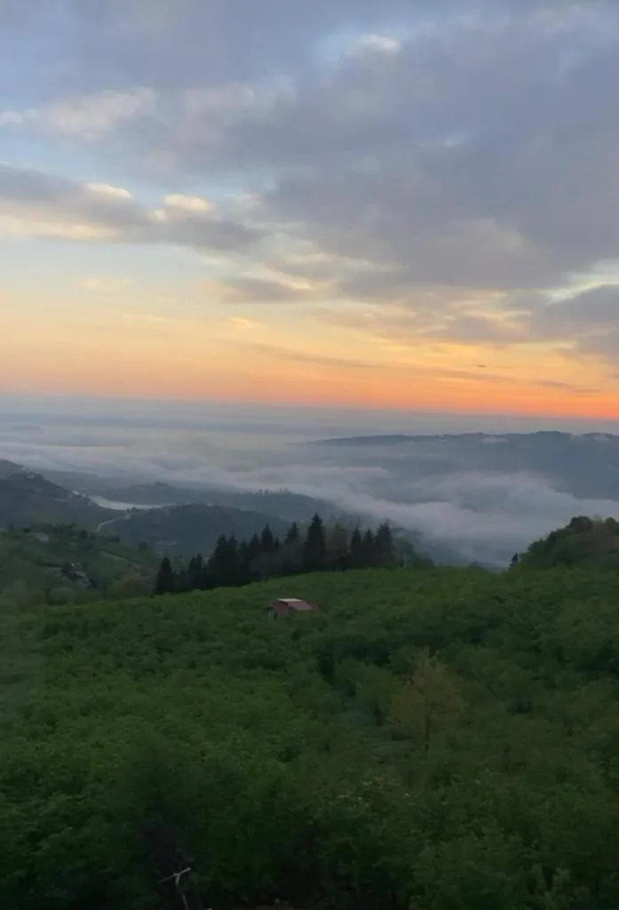 POISON GARDEN SUİTE