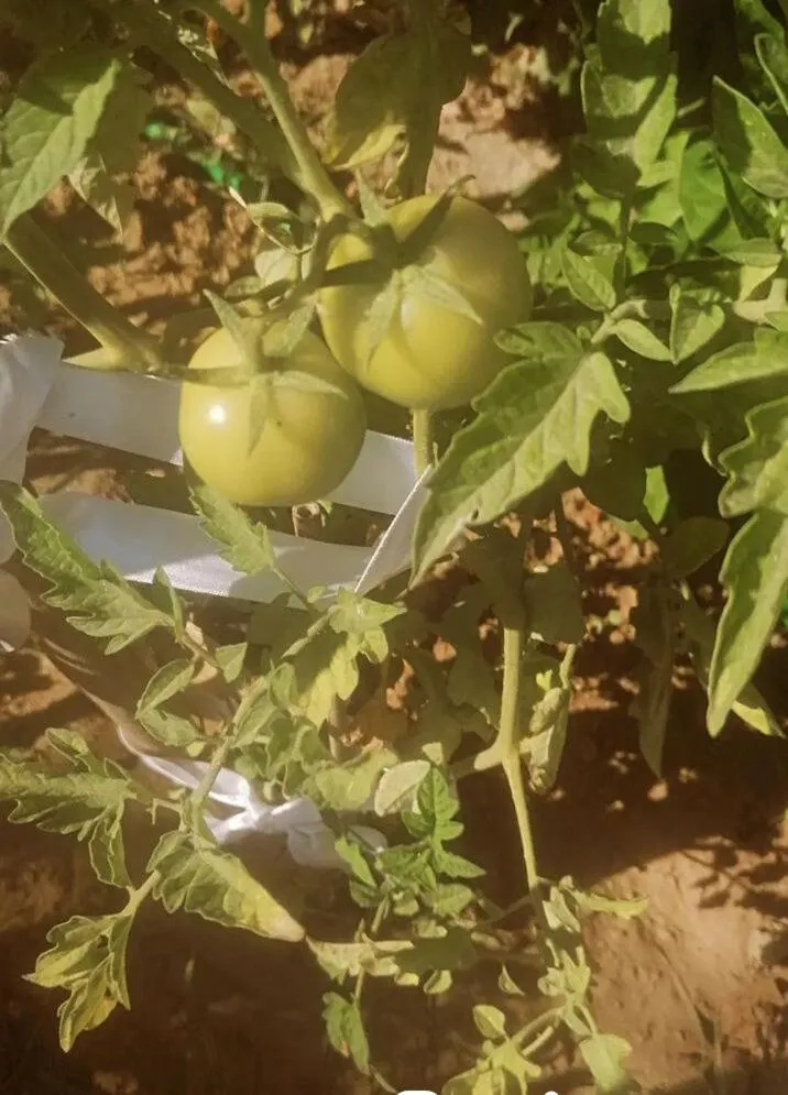 Benjamin Otel Gumusluk