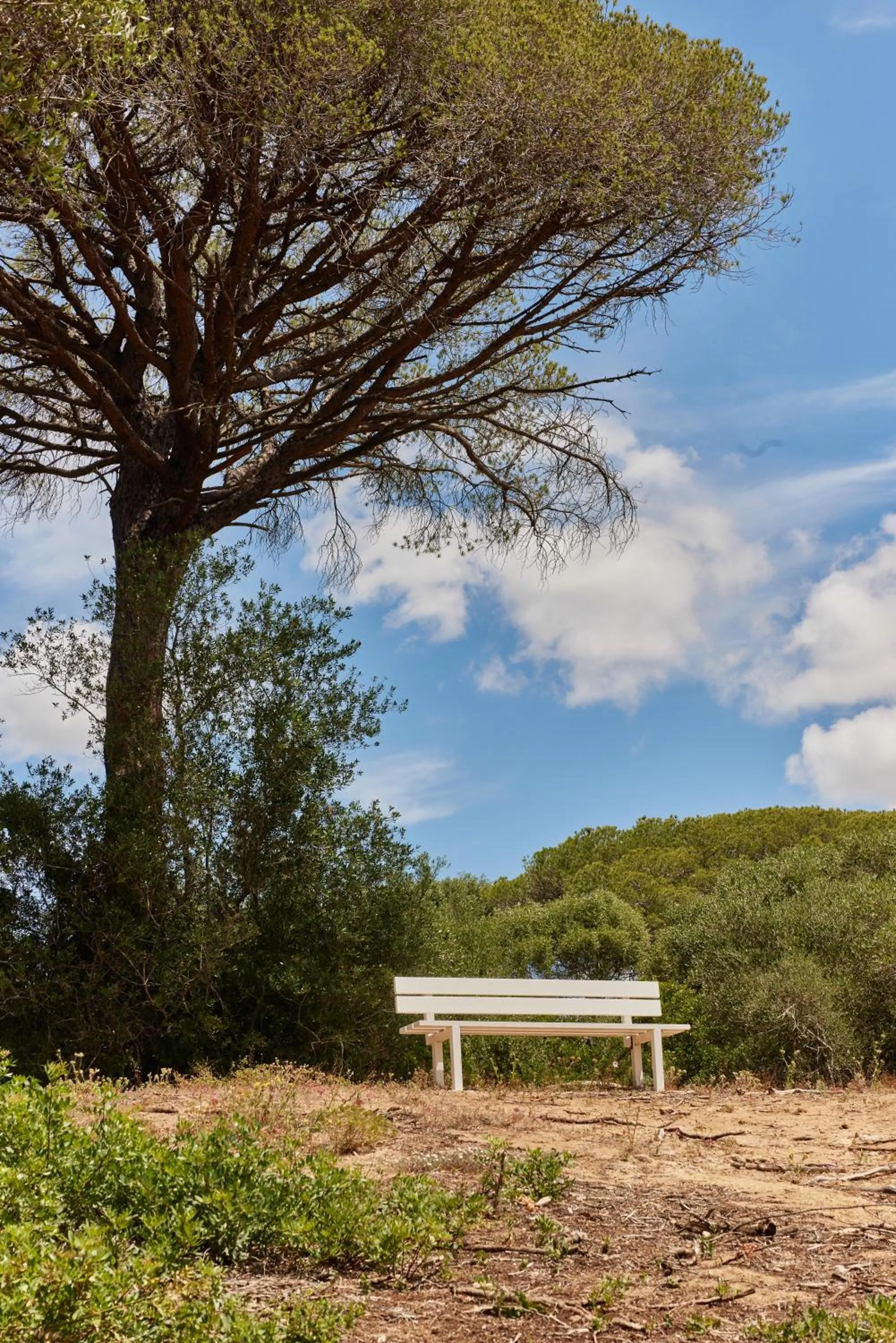 Natural landscape in TAIGA Conil