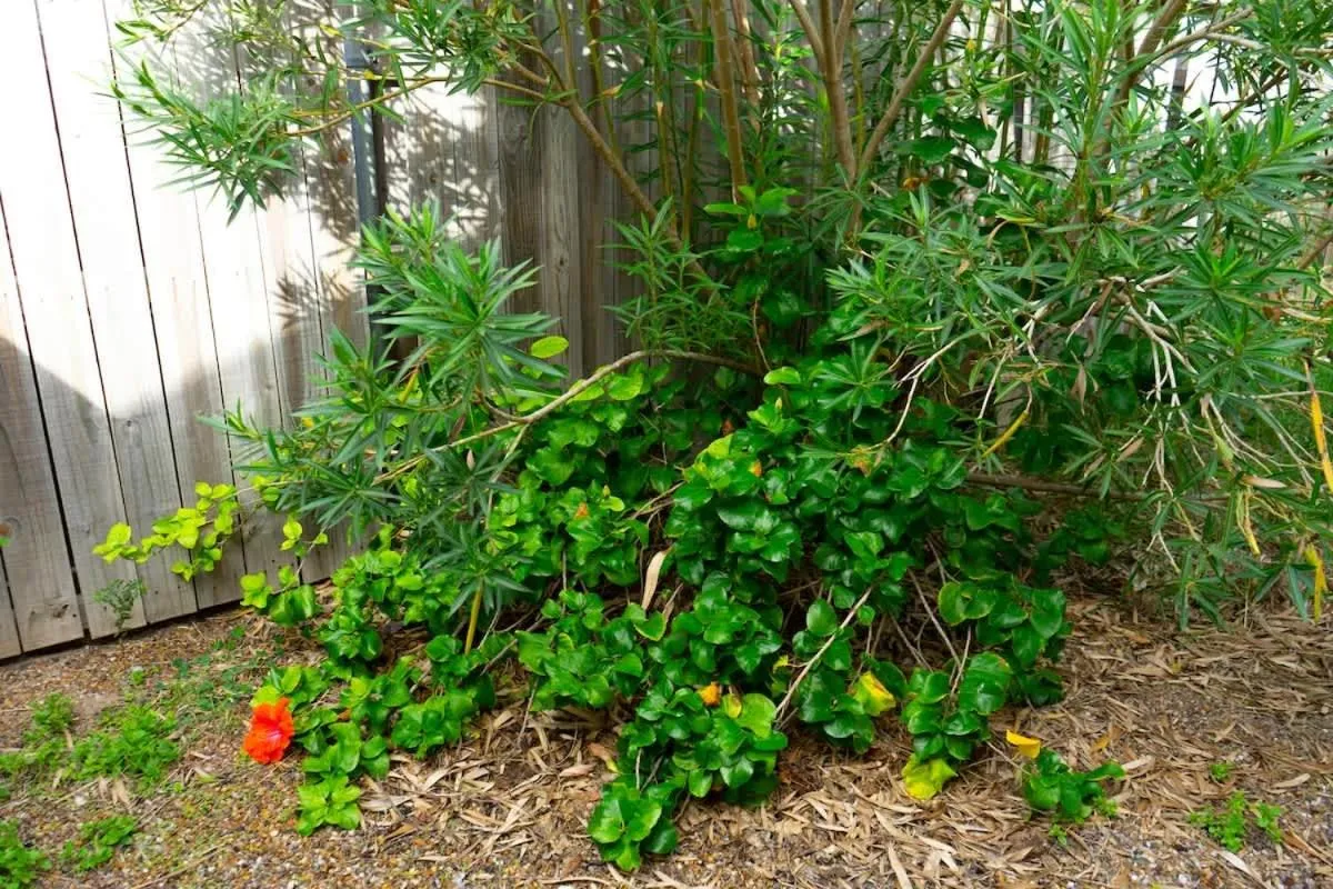 Other in Blue Siren House